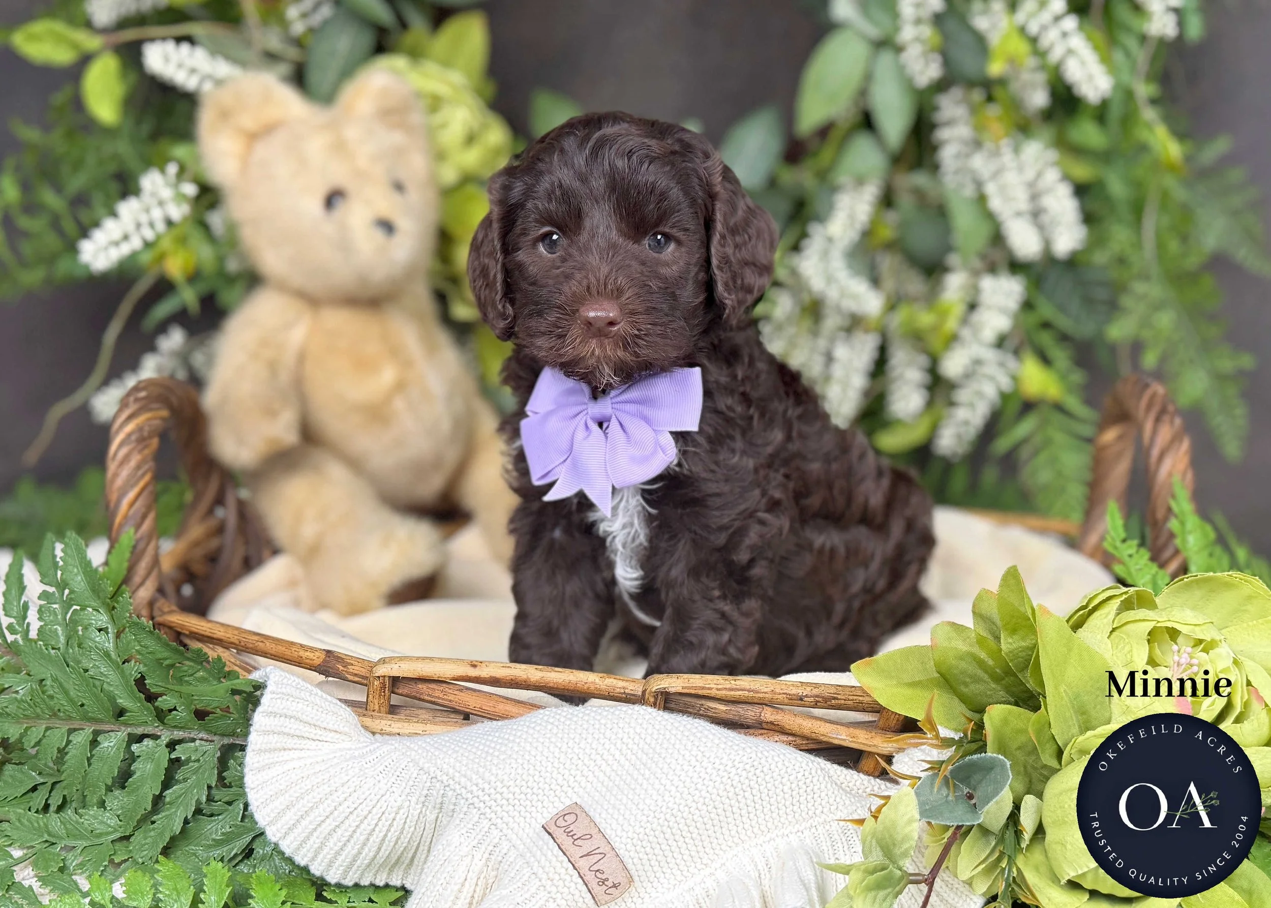 Minnie-F2b-Mini-English-Teddy-Bear-Goldendoodle-Puppies-For-Sale-Okefeild-Acres-Missouri.jpg (Copy) (Copy)