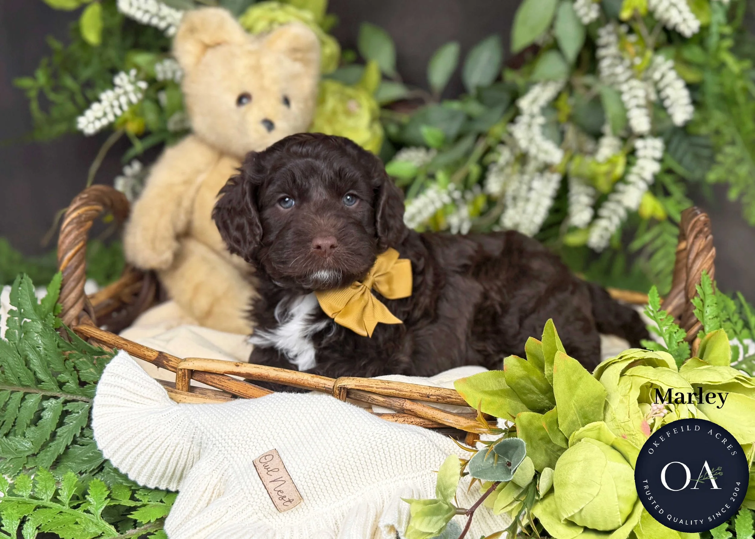 Marley-F2b-Mini-English-Teddy-Bear-Goldendoodle-Puppies-For-Sale-Okefeild-Acres-Missouri.jpg (Copy)