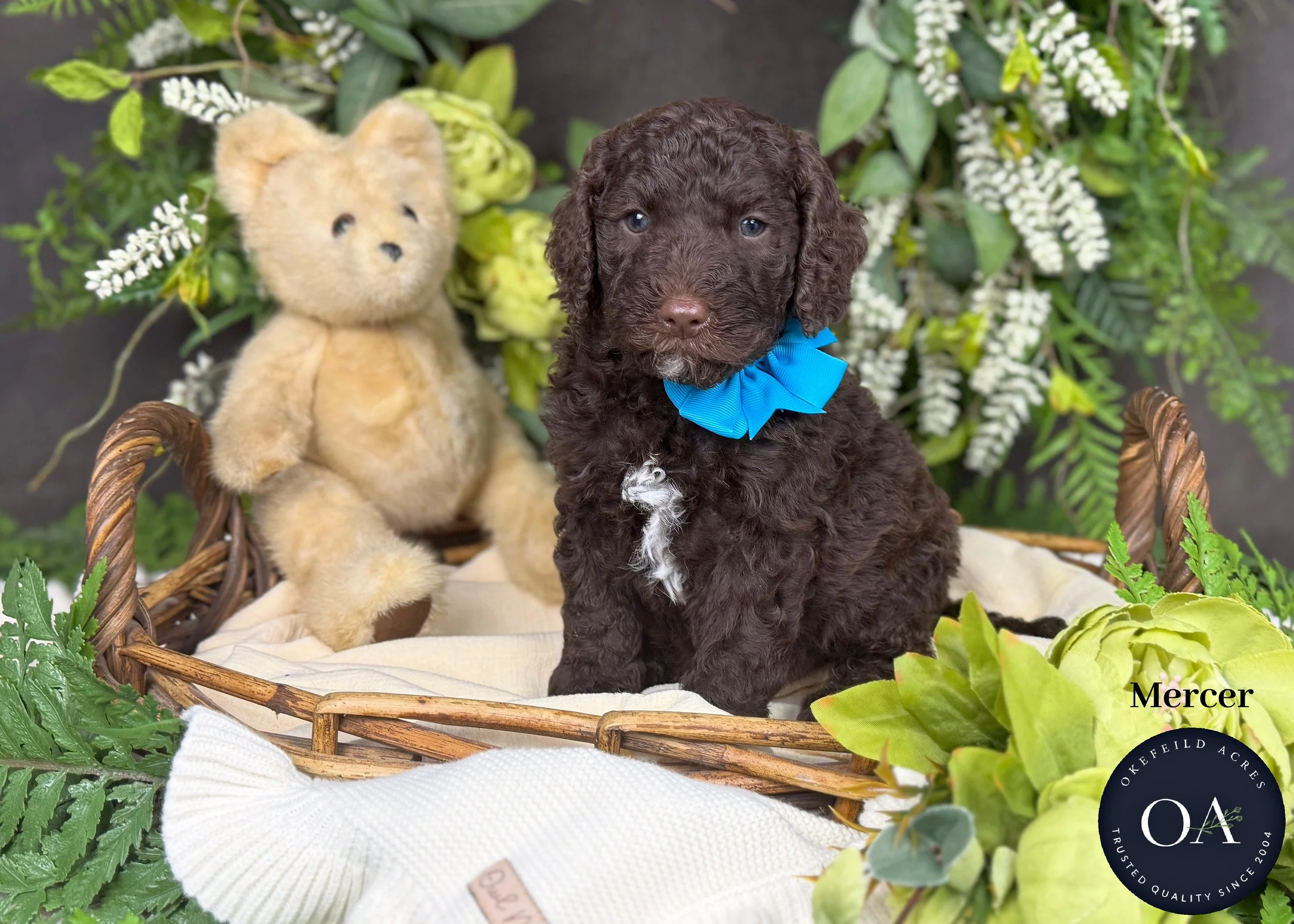 Mercer-F2b-Mini-English-Teddy-Bear-Goldendoodle-Puppies-For-Sale-Okefeild-Acres-Missouri.jpg (Copy)