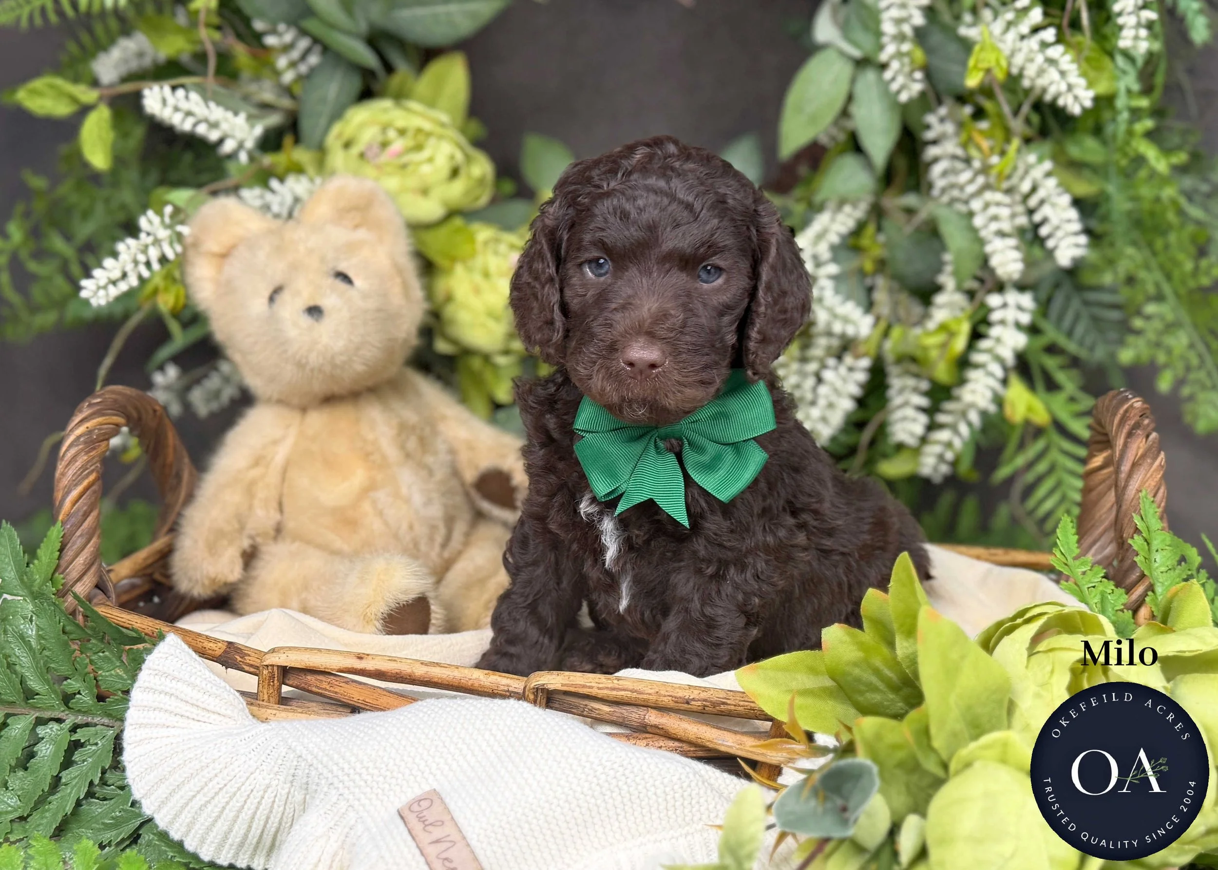 Milo-F2b-Mini-English-Teddy-Bear-Goldendoodle-Puppies-For-Sale-Okefeild-Acres-Missouri.jpg (Copy)