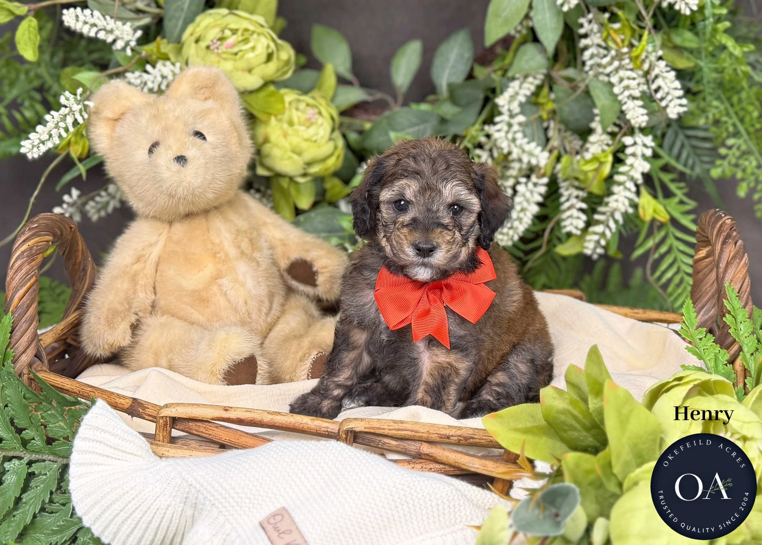 Henry-F2b-Small-English-Teddy-Bear-Goldendoodle-Puppies-For-Sale-Okefeild-Acres-Missouri.jpg (Copy) (Copy)