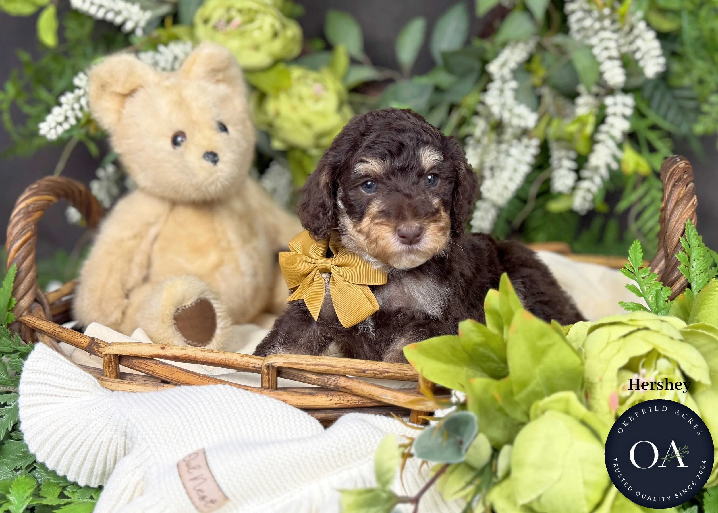 Hershey-F2b-Small-English-Teddy-Bear-Goldendoodle-Puppies-For-Sale-Okefeild-Acres-Missouri.jpg (Copy) (Copy)