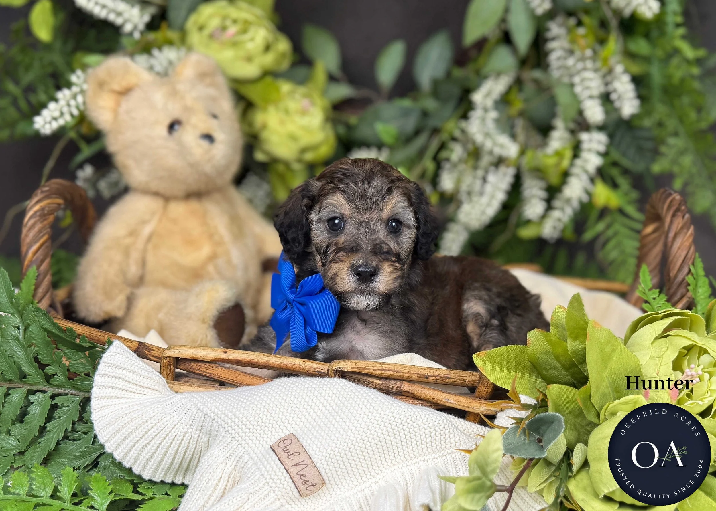 Hunter-F2b-Small-English-Teddy-Bear-Goldendoodle-Puppies-For-Sale-Okefeild-Acres-Missouri.jpg (Copy) (Copy)