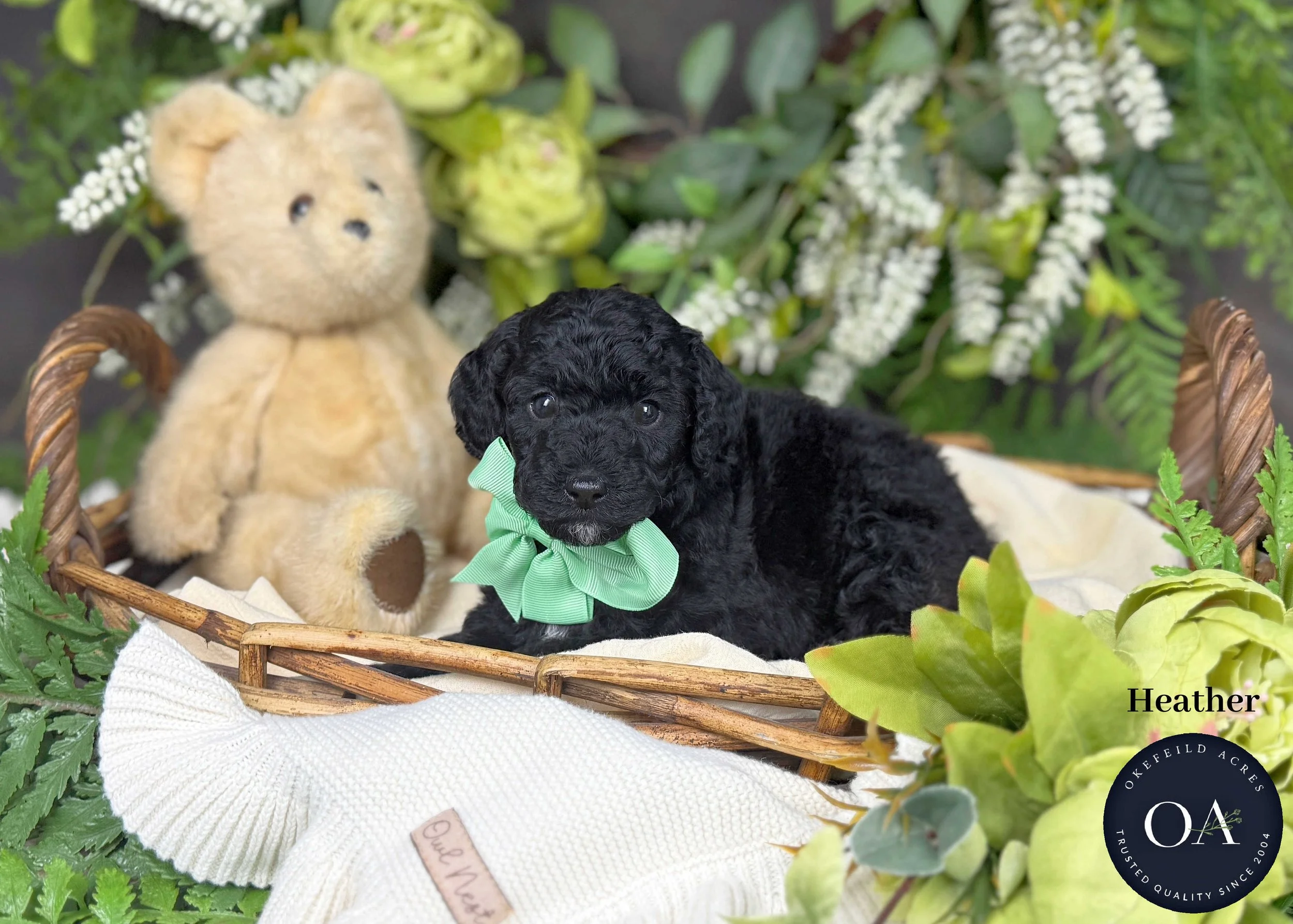 Heather-F2b-Small-English-Teddy-Bear-Goldendoodle-Puppies-For-Sale-Okefeild-Acres-Missouri.jpg (Copy) (Copy)