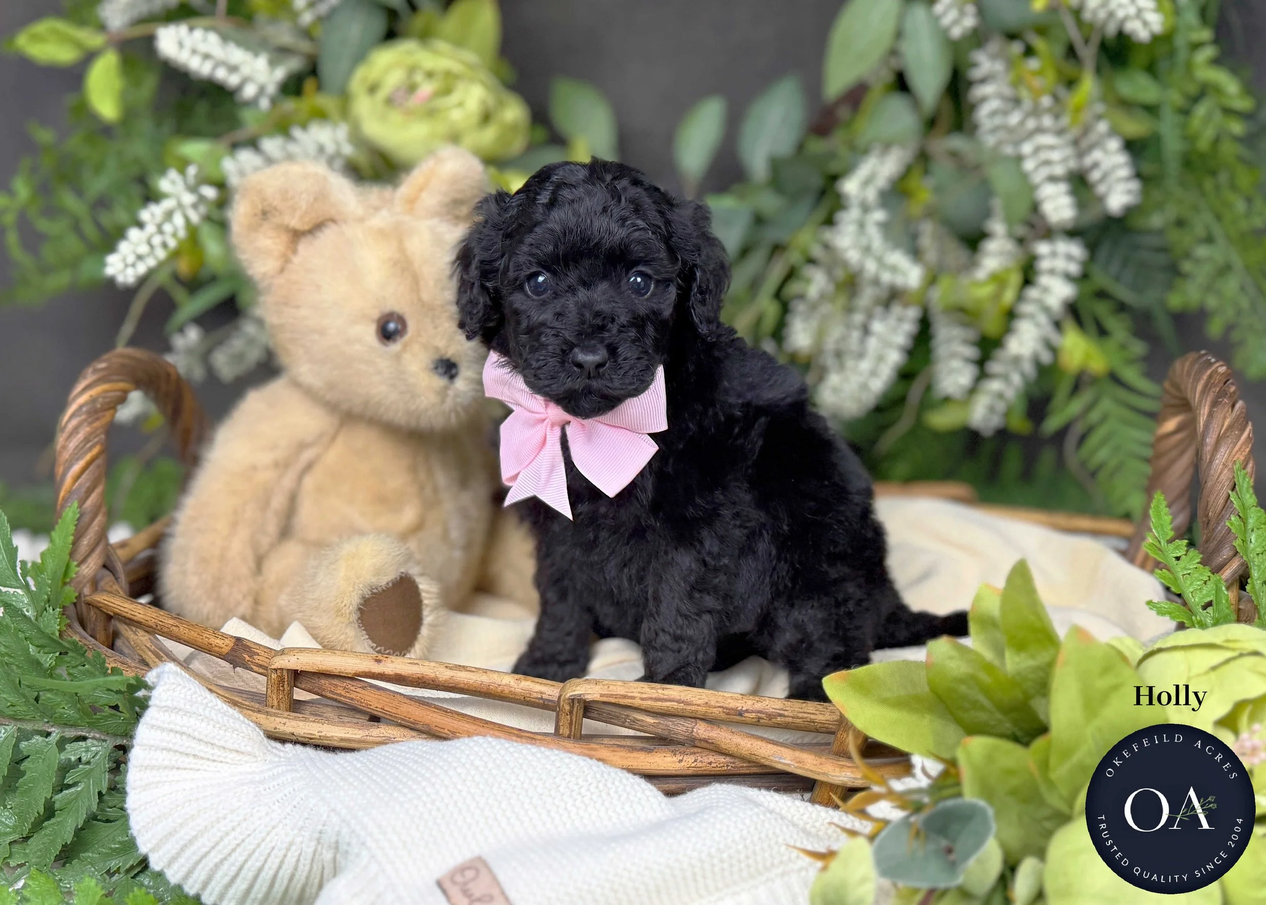 Holly-F2b-Small-English-Teddy-Bear-Goldendoodle-Puppies-For-Sale-Okefeild-Acres-Missouri.jpg (Copy) (Copy)