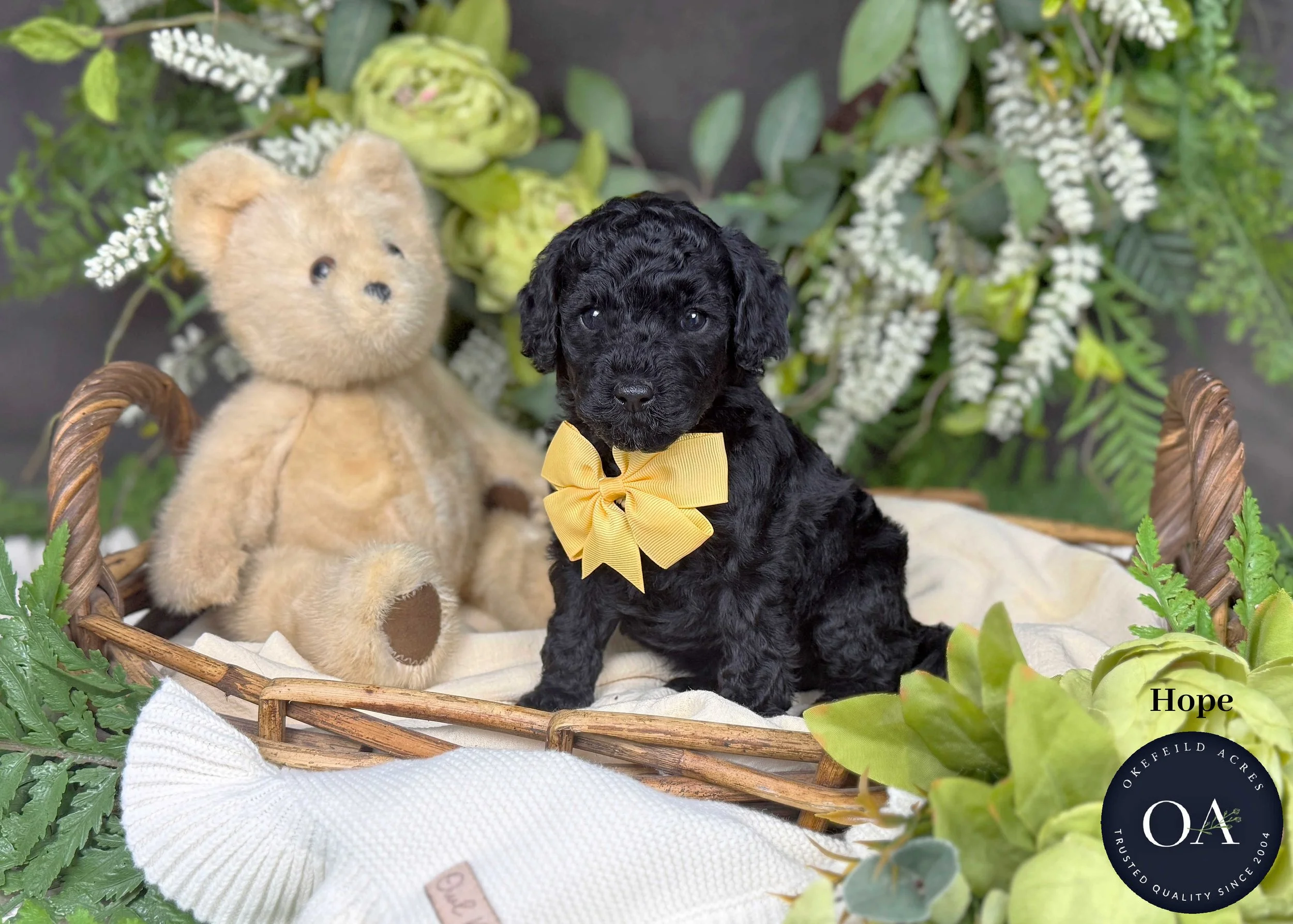 Hope-F2b-Small-English-Teddy-Bear-Goldendoodle-Puppies-For-Sale-Okefeild-Acres-Missouri.jpg (Copy) (Copy)