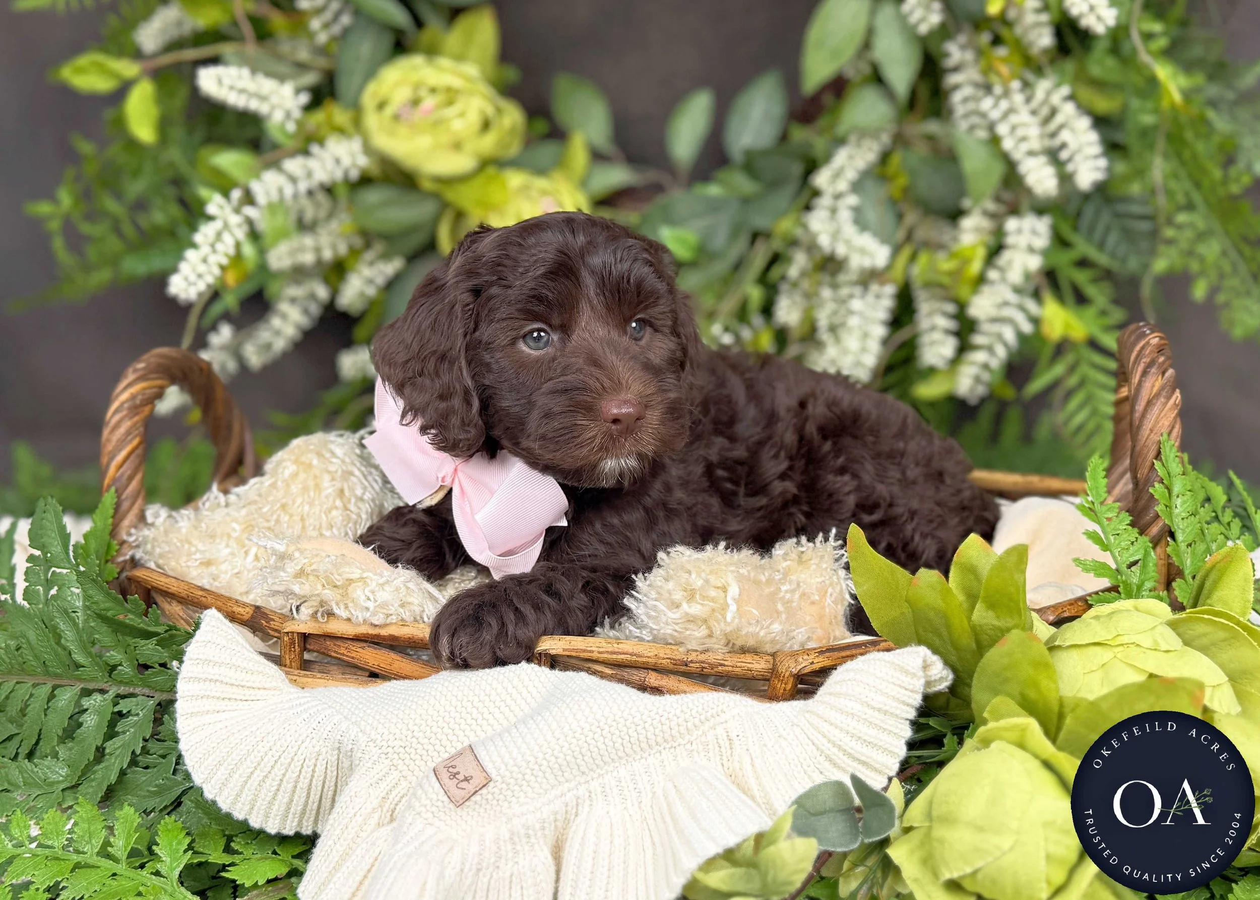Maggie-F2bb-Mini-English-Teddy-Bear-Goldendoodle-Puppies-For-Sale-Okefeild-Acres-Missouri-2.jpg
