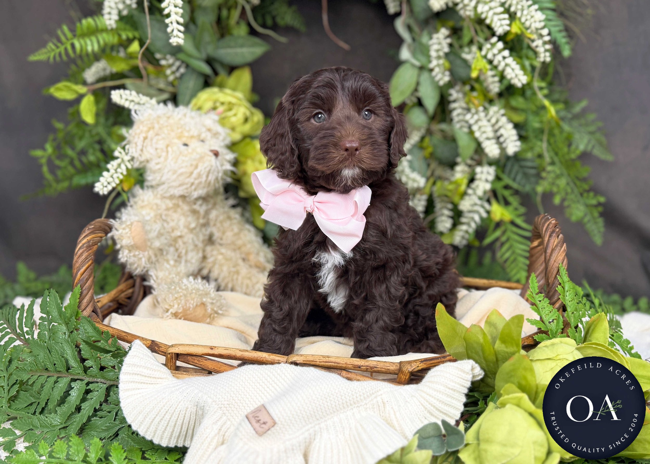 Maggie-F2bb-Mini-English-Teddy-Bear-Goldendoodle-Puppies-For-Sale-Okefeild-Acres-Missouri-1.jpg