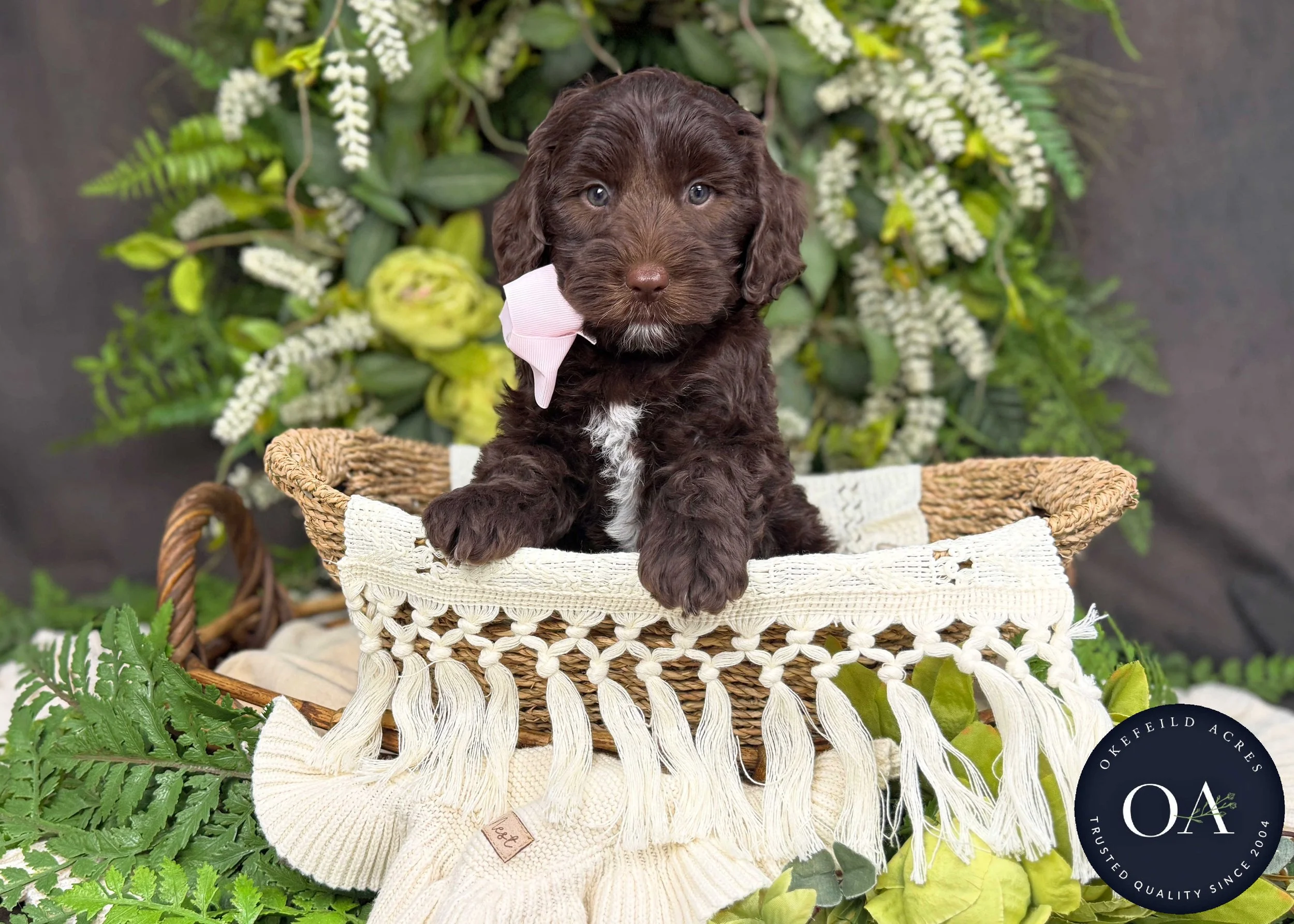Maggie-F2bb-Mini-English-Teddy-Bear-Goldendoodle-Puppies-For-Sale-Okefeild-Acres-Missouri-3.jpg