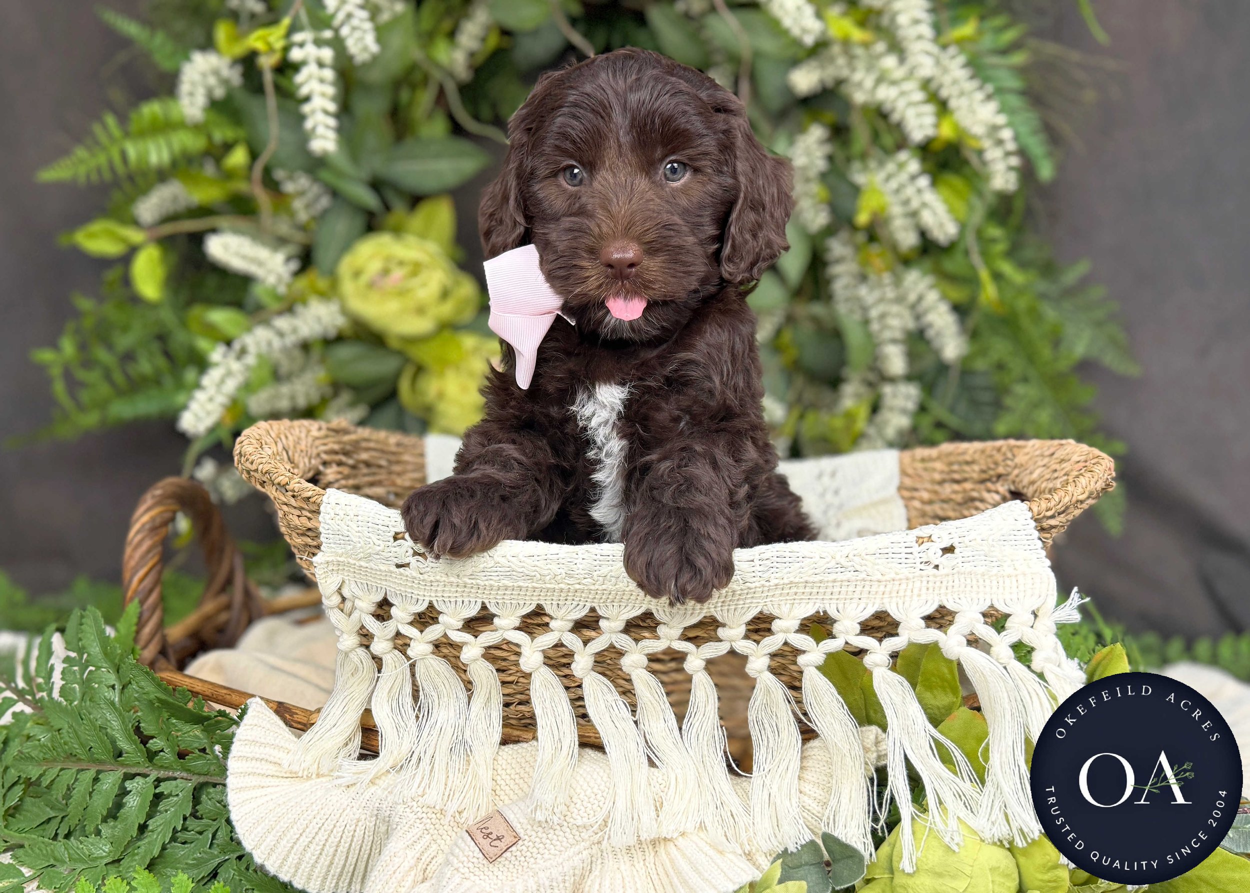 Maggie-F2bb-Mini-English-Teddy-Bear-Goldendoodle-Puppies-For-Sale-Okefeild-Acres-Missouri-4.jpg