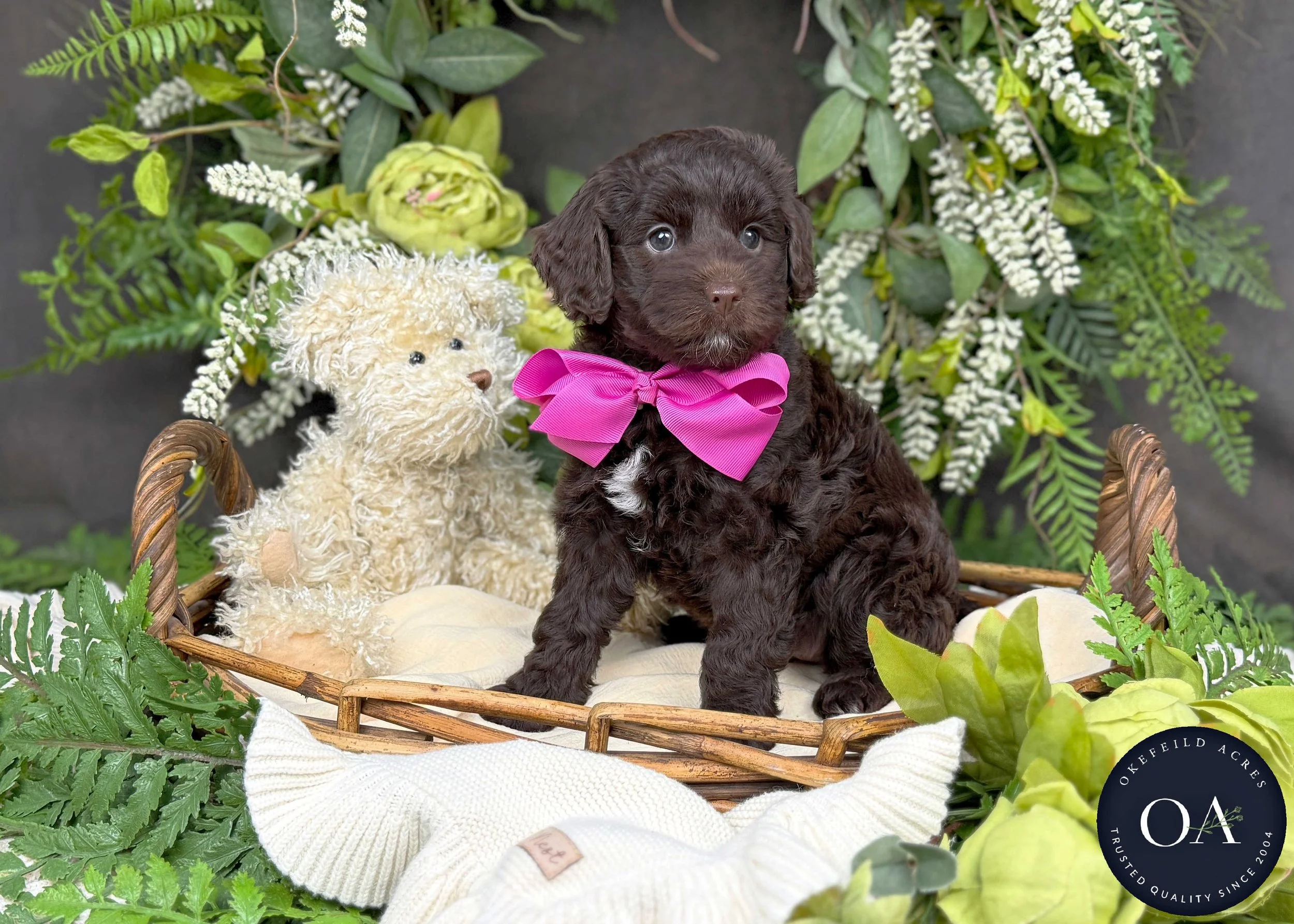 Merrilee-F2bb-Mini-English-Teddy-Bear-Goldendoodle-Puppies-For-Sale-Okefeild-Acres-Missouri-1.jpg