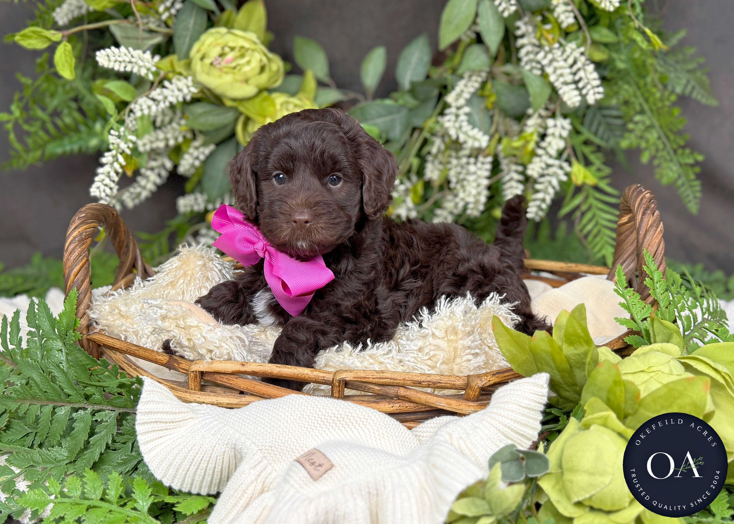 Merrilee-F2bb-Mini-English-Teddy-Bear-Goldendoodle-Puppies-For-Sale-Okefeild-Acres-Missouri-2.jpg