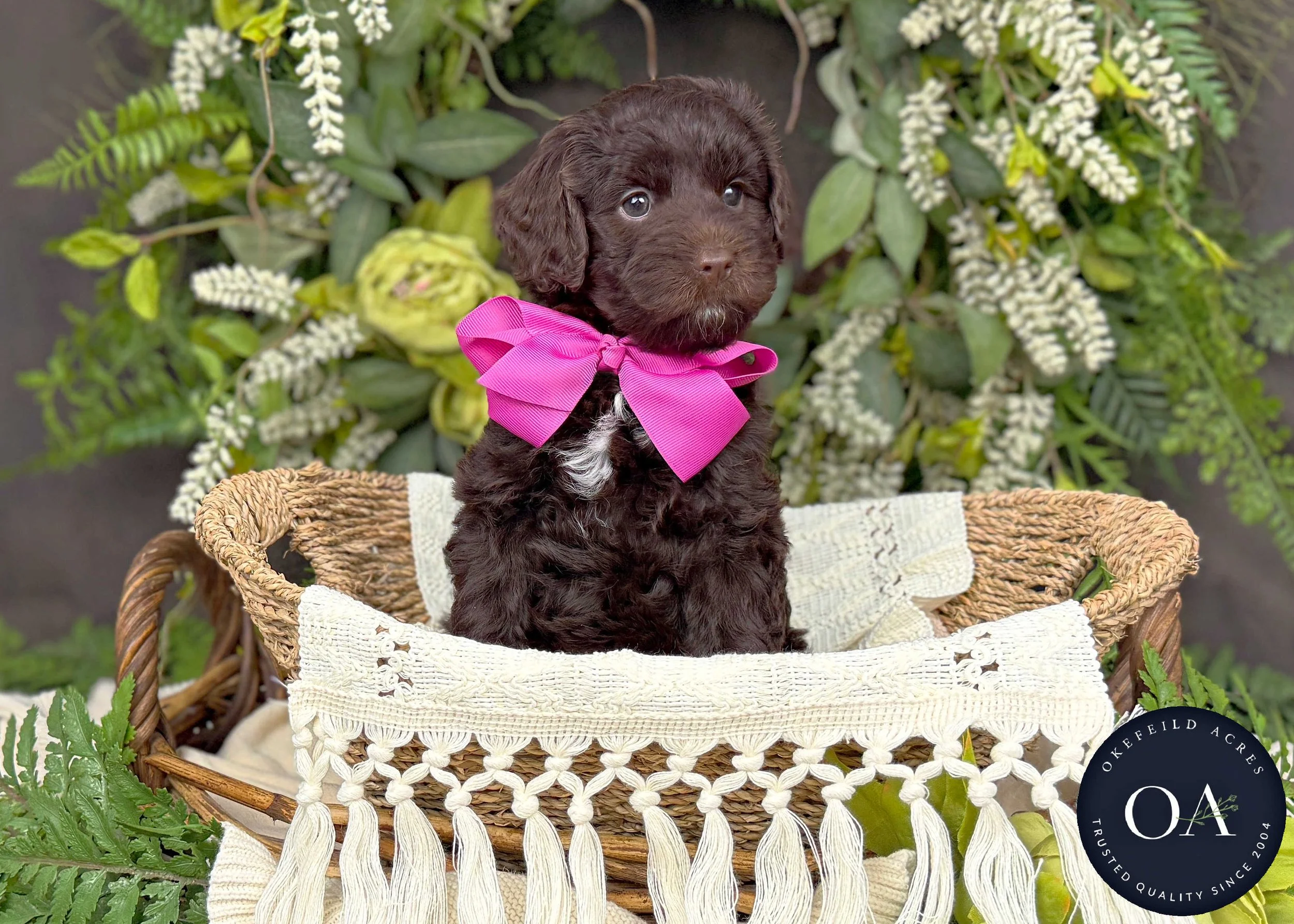 Merrilee-F2bb-Mini-English-Teddy-Bear-Goldendoodle-Puppies-For-Sale-Okefeild-Acres-Missouri-3.jpg