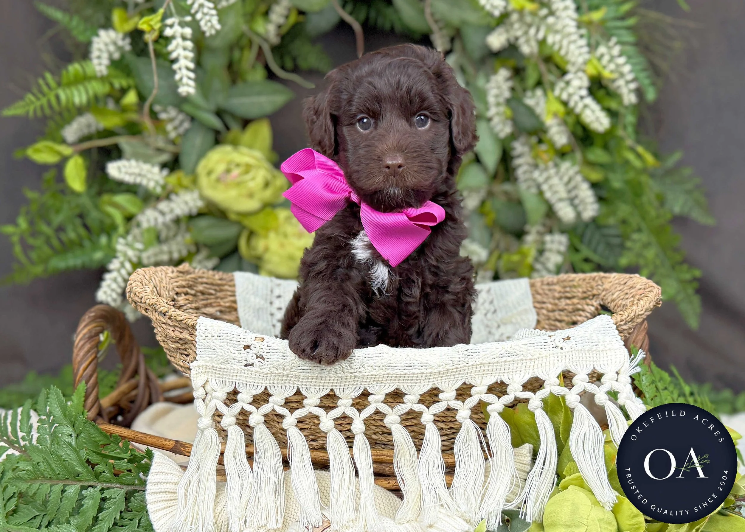 Merrilee-F2bb-Mini-English-Teddy-Bear-Goldendoodle-Puppies-For-Sale-Okefeild-Acres-Missouri-4.jpg