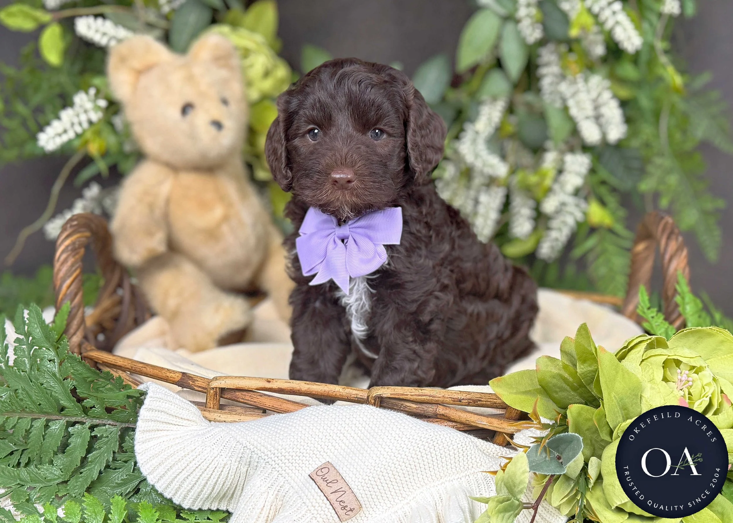 Minnie-F2bb-Mini-English-Teddy-Bear-Goldendoodle-Puppies-For-Sale-Okefeild-Acres-Missouri-1.jpg