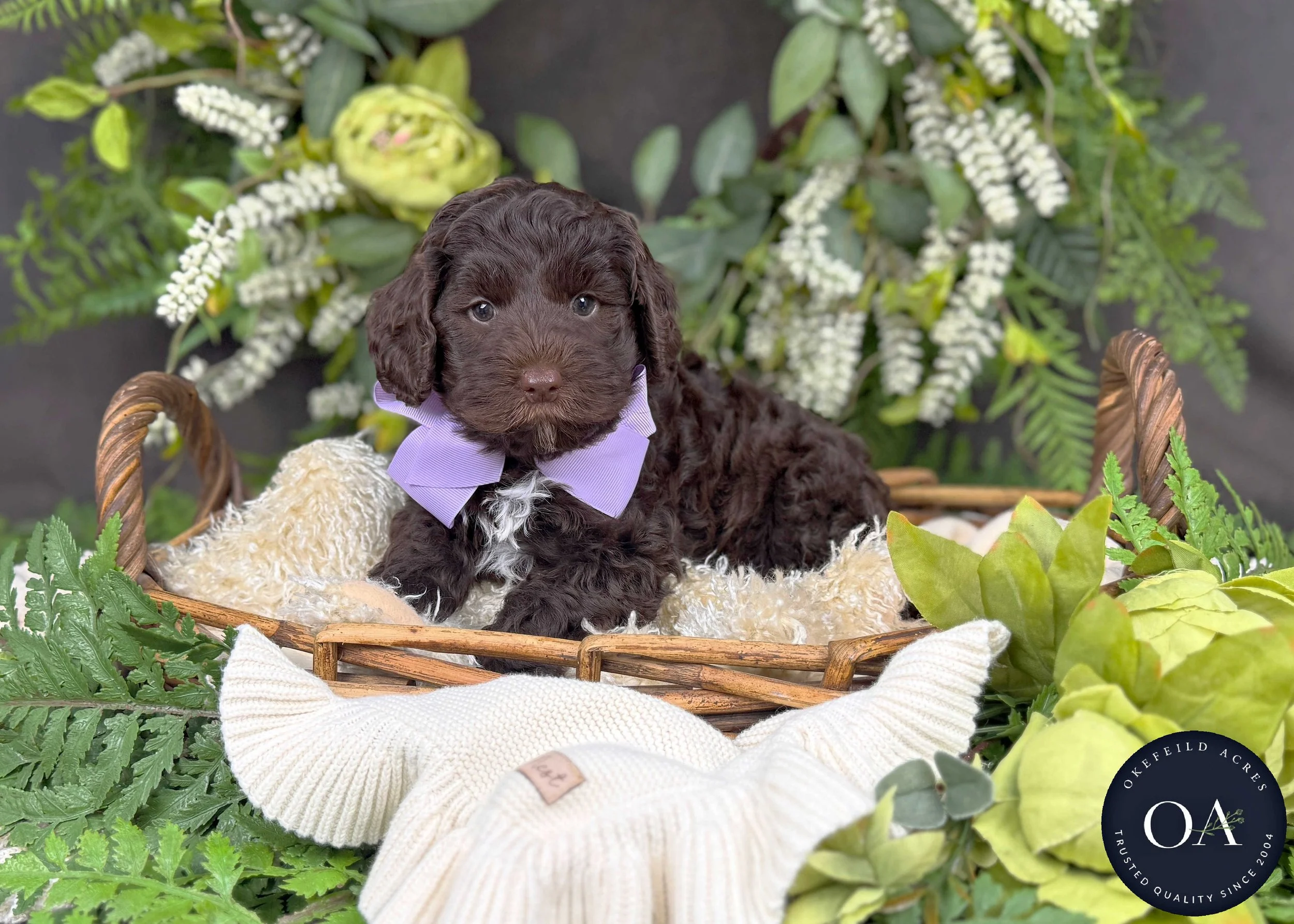 Minnie-F2bb-Mini-English-Teddy-Bear-Goldendoodle-Puppies-For-Sale-Okefeild-Acres-Missouri-2.jpg