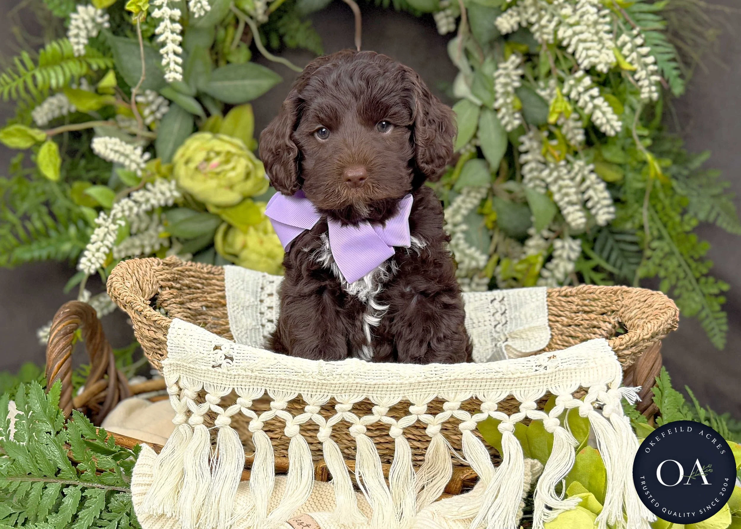 Minnie-F2bb-Mini-English-Teddy-Bear-Goldendoodle-Puppies-For-Sale-Okefeild-Acres-Missouri-3.jpg