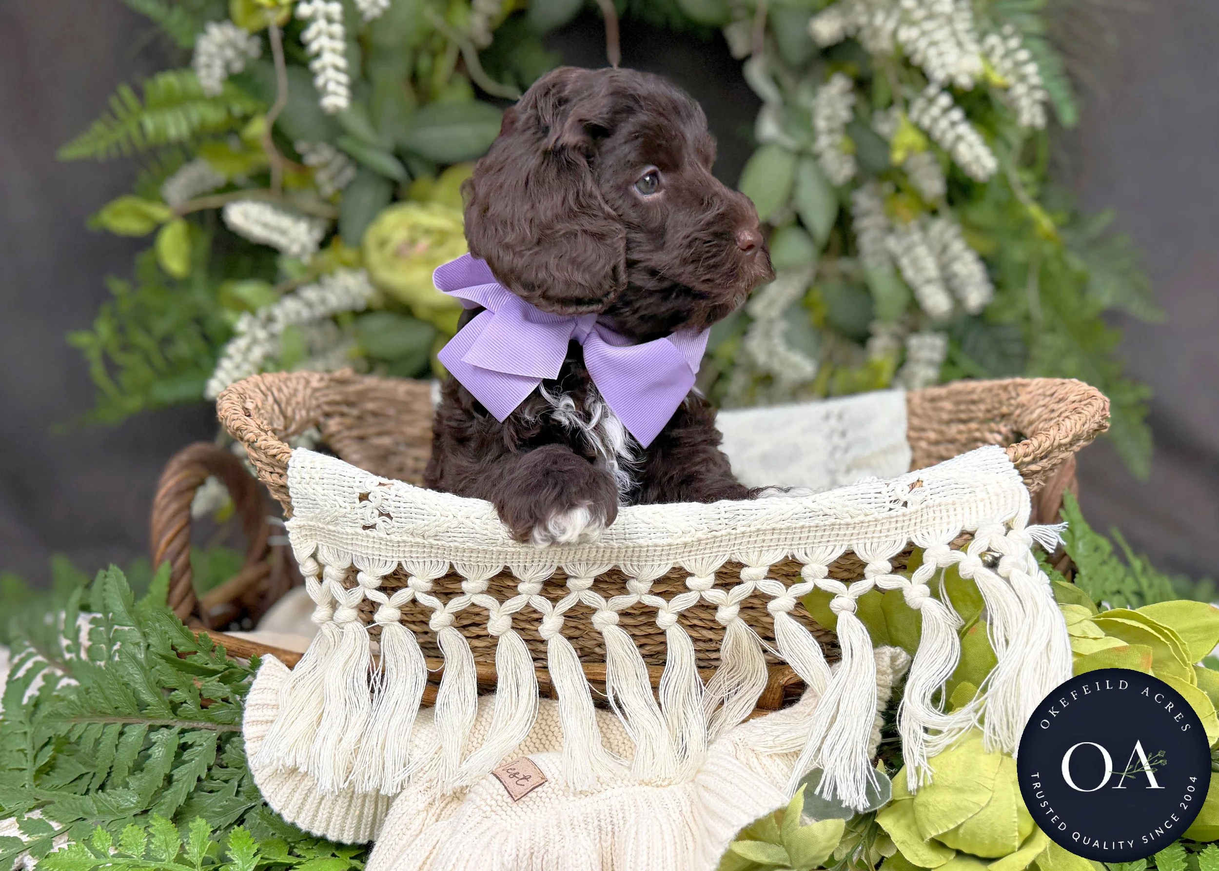 Minnie-F2bb-Mini-English-Teddy-Bear-Goldendoodle-Puppies-For-Sale-Okefeild-Acres-Missouri-4.jpg