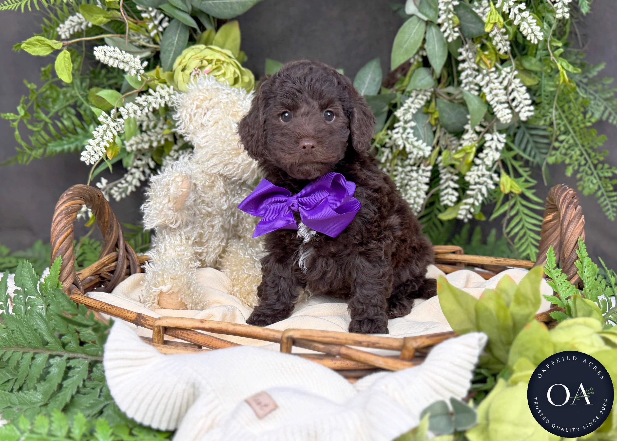 Molly-F2bb-Mini-English-Teddy-Bear-Goldendoodle-Puppies-For-Sale-Okefeild-Acres-Missouri-1.jpg