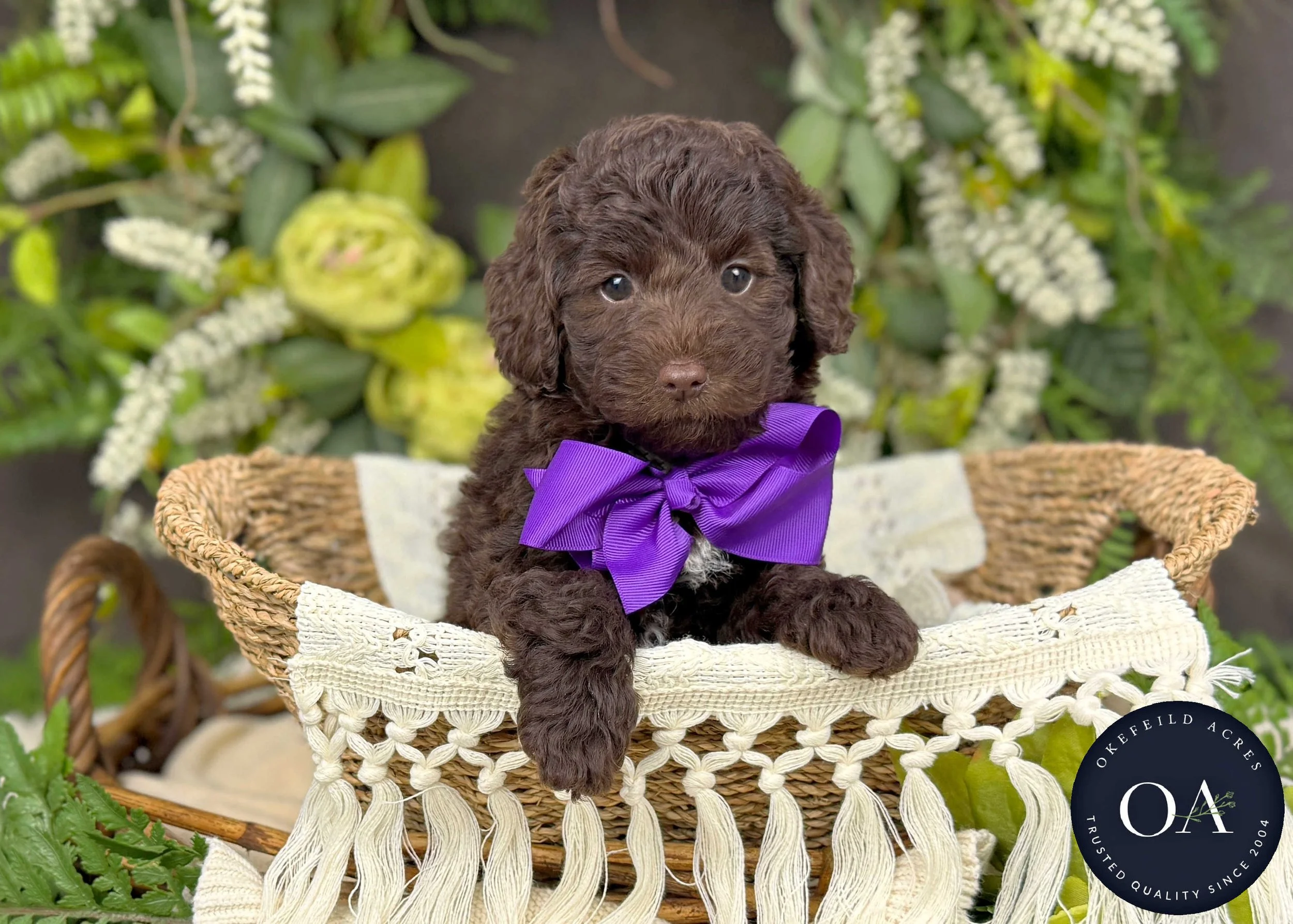 Molly-F2bb-Mini-English-Teddy-Bear-Goldendoodle-Puppies-For-Sale-Okefeild-Acres-Missouri-3.jpg