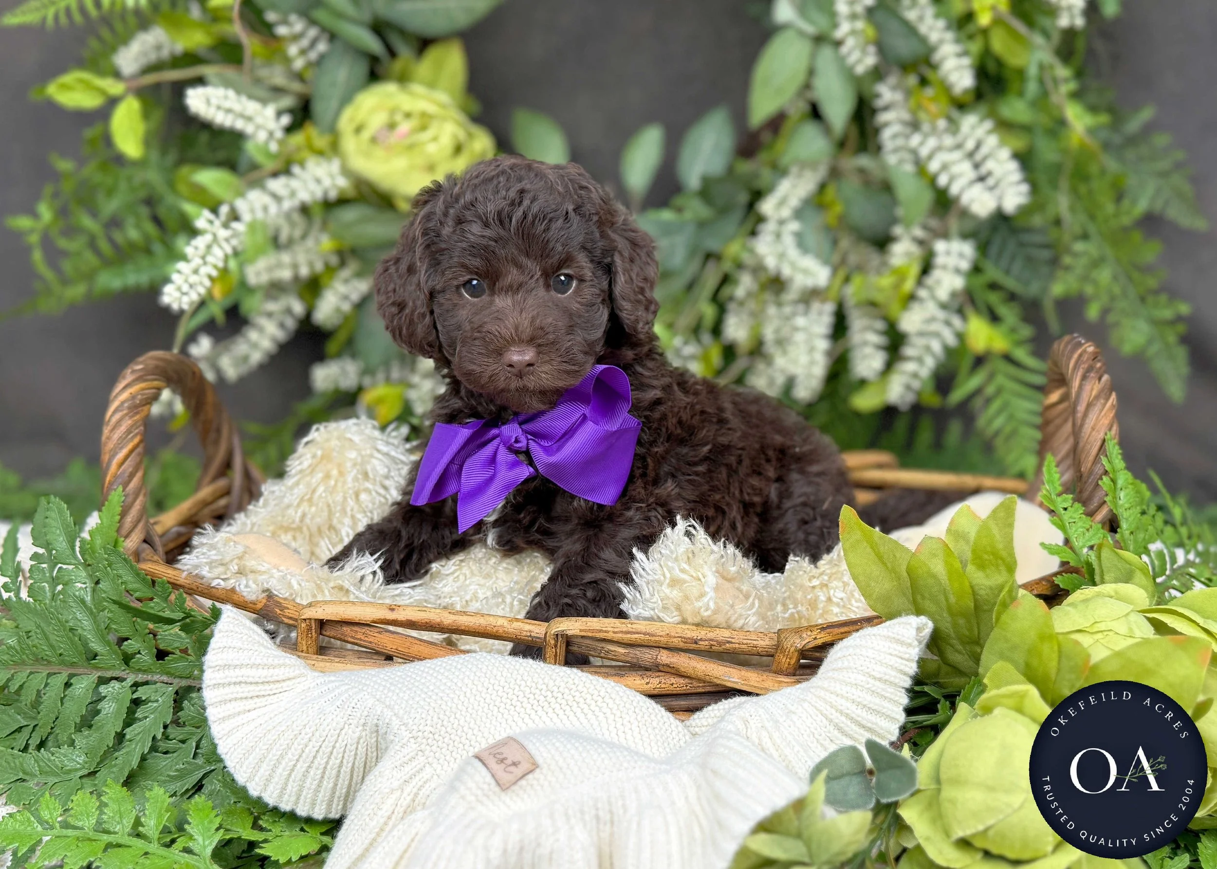 Molly-F2bb-Mini-English-Teddy-Bear-Goldendoodle-Puppies-For-Sale-Okefeild-Acres-Missouri-2.jpg