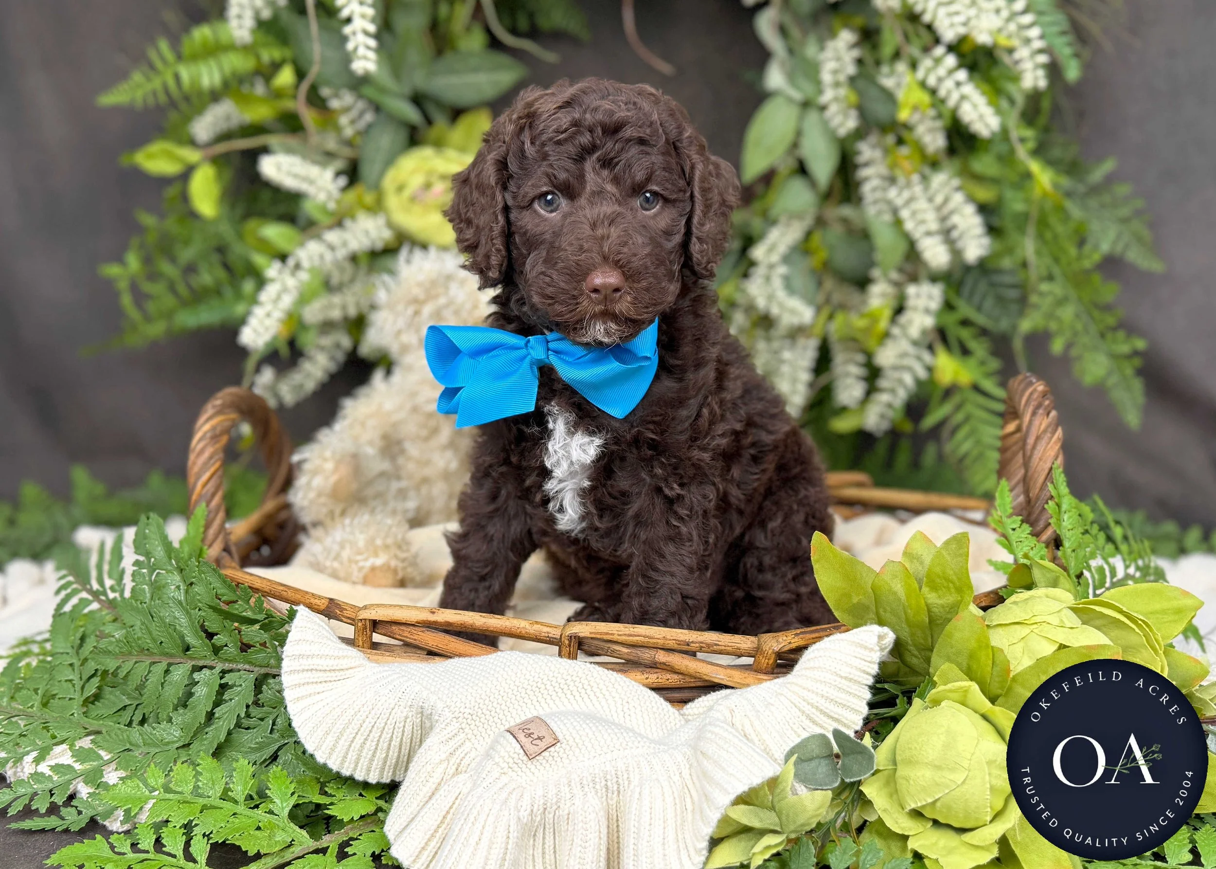 Mercer-F2bb-Mini-English-Teddy-Bear-Goldendoodle-Puppies-For-Sale-Okefeild-Acres-Missouri-1.jpg