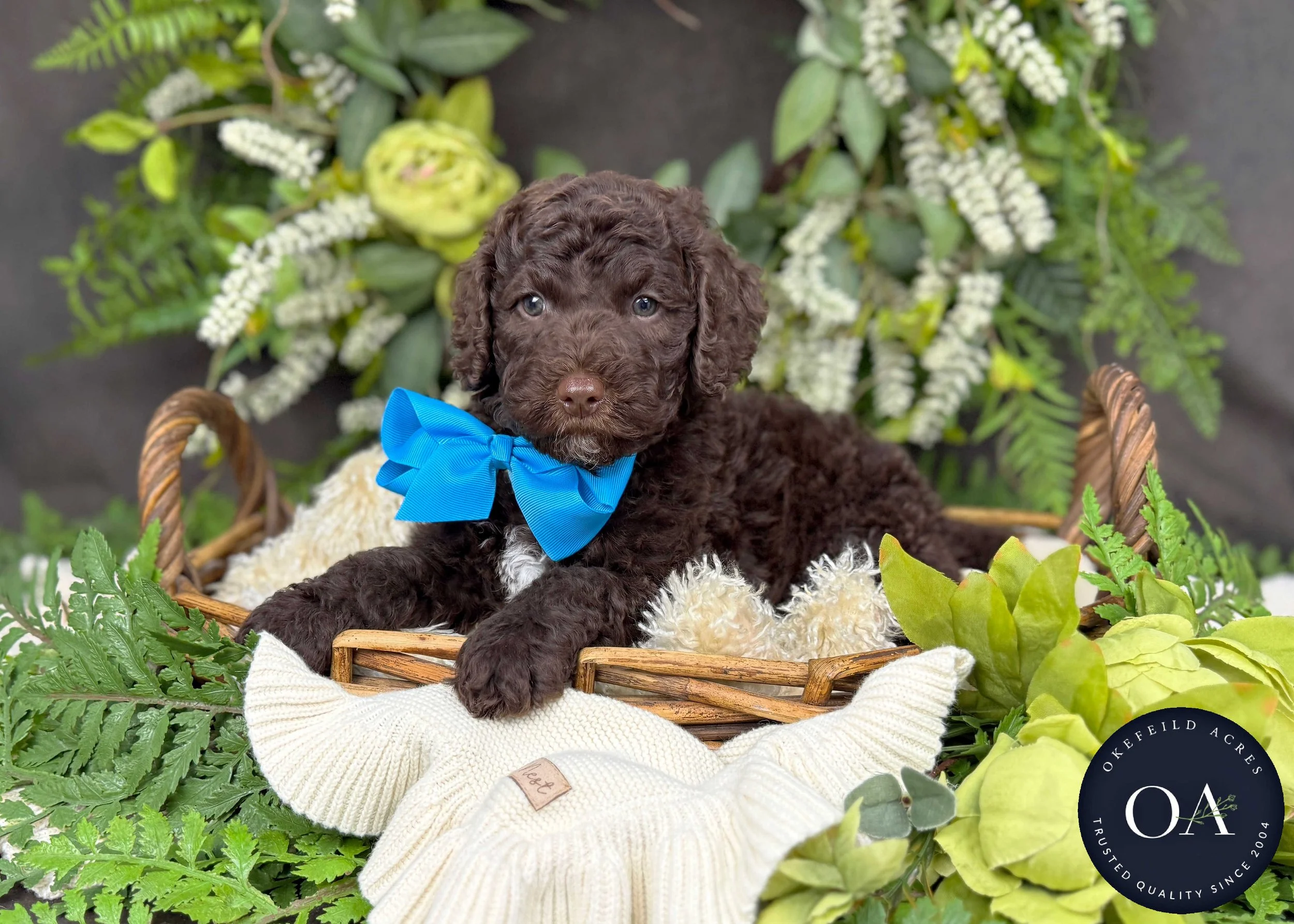 Mercer-F2bb-Mini-English-Teddy-Bear-Goldendoodle-Puppies-For-Sale-Okefeild-Acres-Missouri-3.jpg