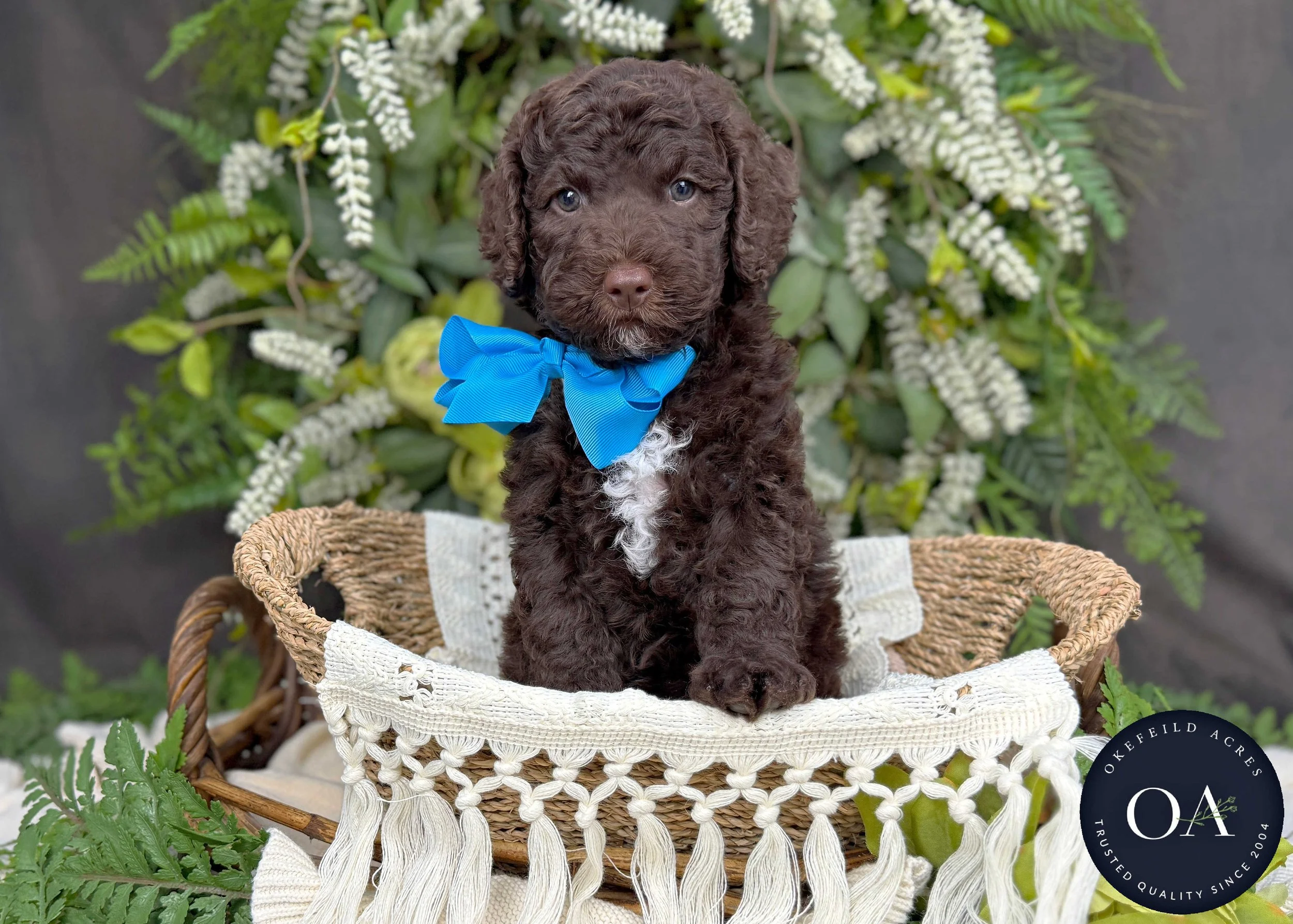 Mercer-F2bb-Mini-English-Teddy-Bear-Goldendoodle-Puppies-For-Sale-Okefeild-Acres-Missouri-4.jpg