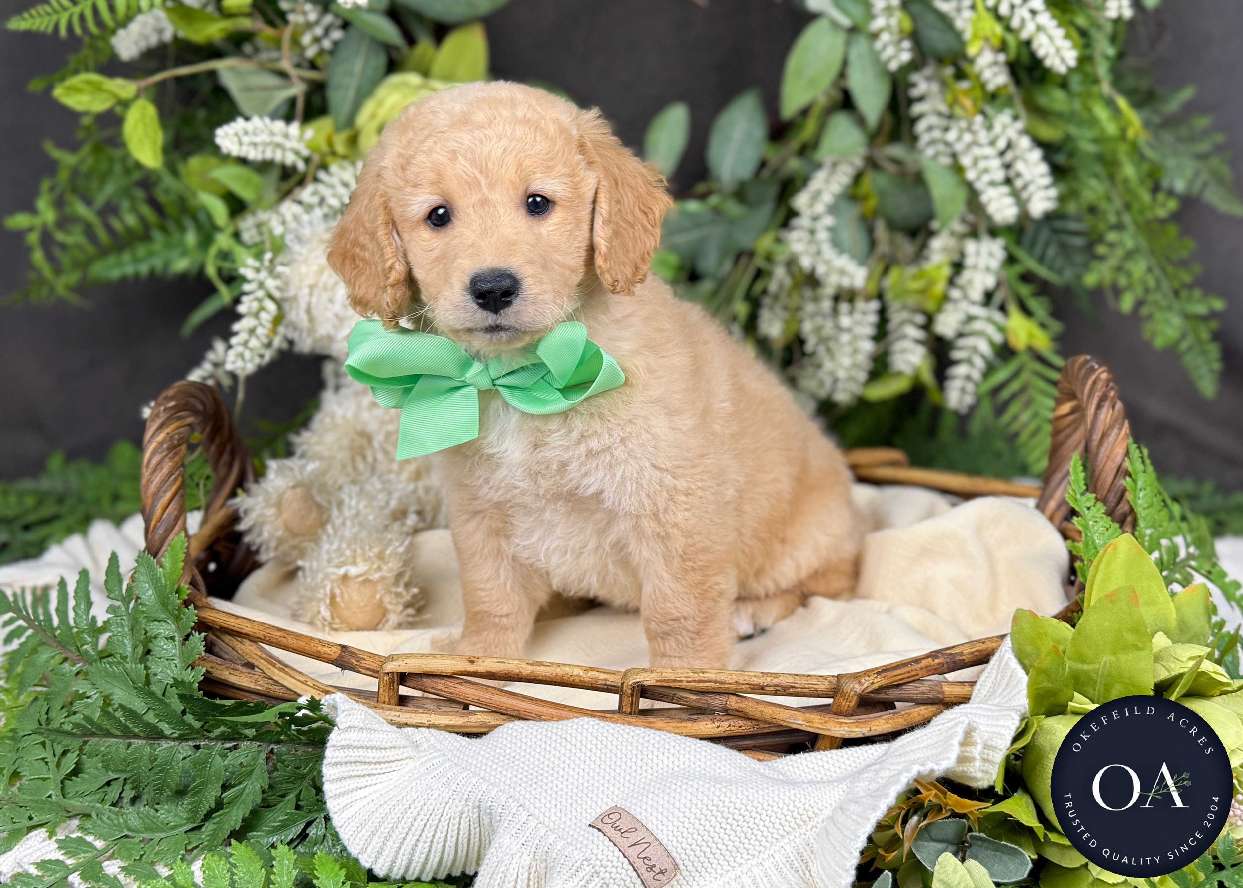 Pablo-Piper-F2b-Mini-English-Teddy-Bear-Goldendoodle-Puppy-For-Sale-Okefeild-Acres-Missouri-1.jpg