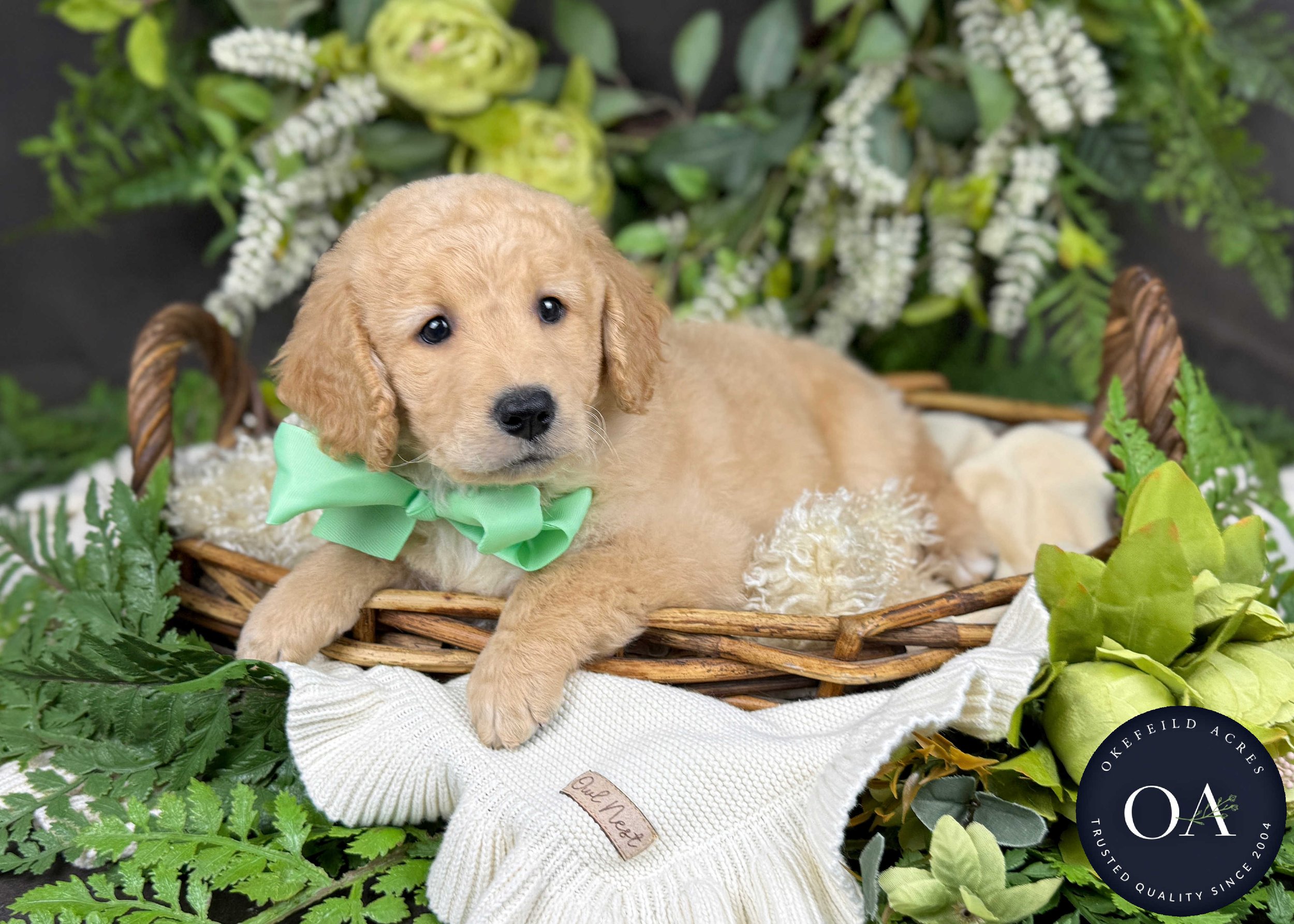 Pablo-Piper-F2b-Mini-English-Teddy-Bear-Goldendoodle-Puppy-For-Sale-Okefeild-Acres-Missouri-2.jpg