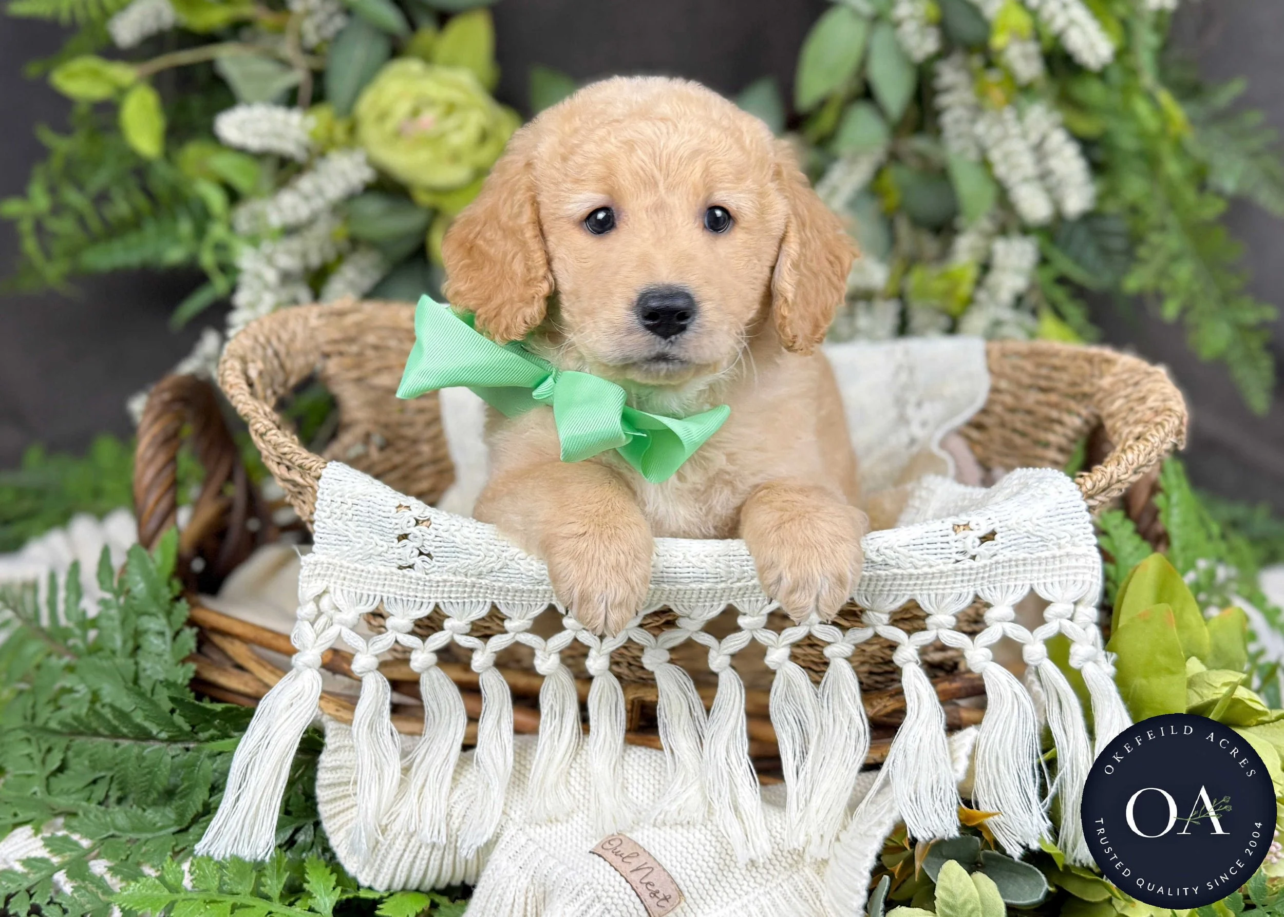 Pablo-Piper-F2b-Mini-English-Teddy-Bear-Goldendoodle-Puppy-For-Sale-Okefeild-Acres-Missouri-4.jpg