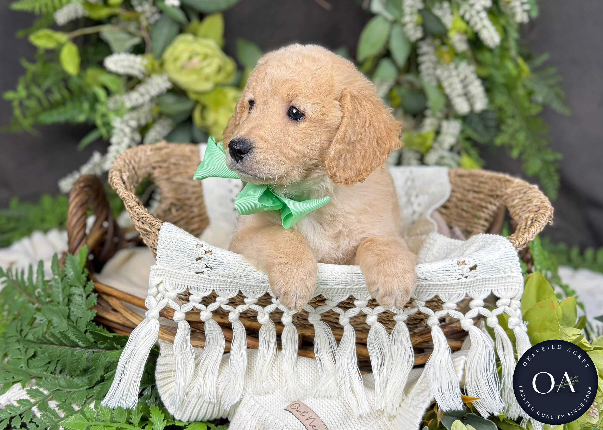 Pablo-Piper-F2b-Mini-English-Teddy-Bear-Goldendoodle-Puppy-For-Sale-Okefeild-Acres-Missouri-3.jpg