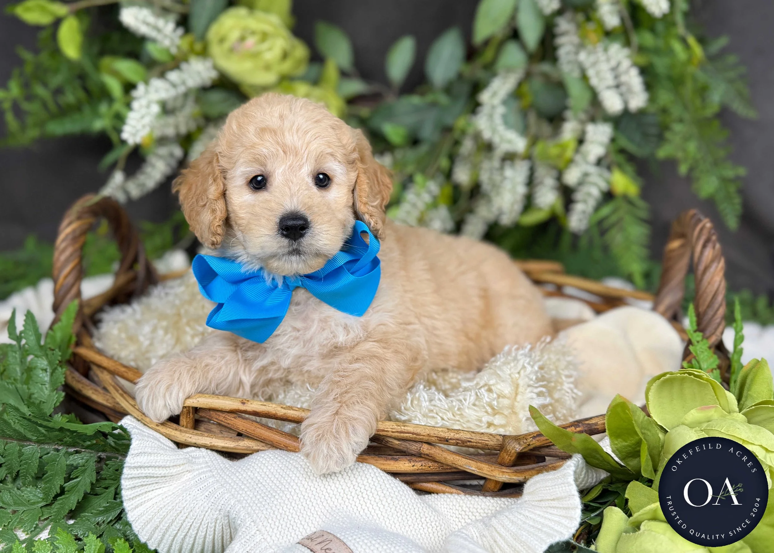 Percy-Piper-F2b-Mini-English-Teddy-Bear-Goldendoodle-Puppy-For-Sale-Okefeild-Acres-Missouri-2.jpg