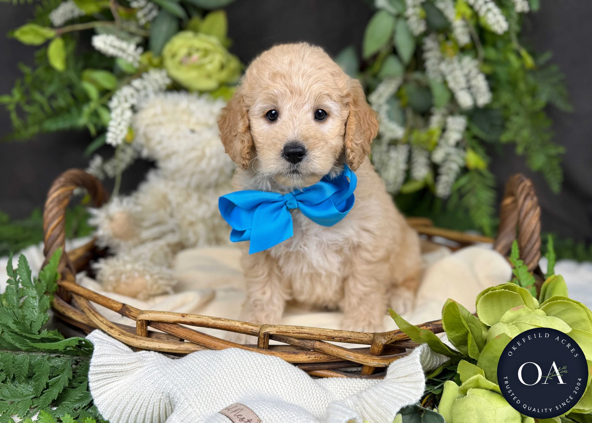 Percy-Piper-F2b-Mini-English-Teddy-Bear-Goldendoodle-Puppy-For-Sale-Okefeild-Acres-Missouri-1.jpg
