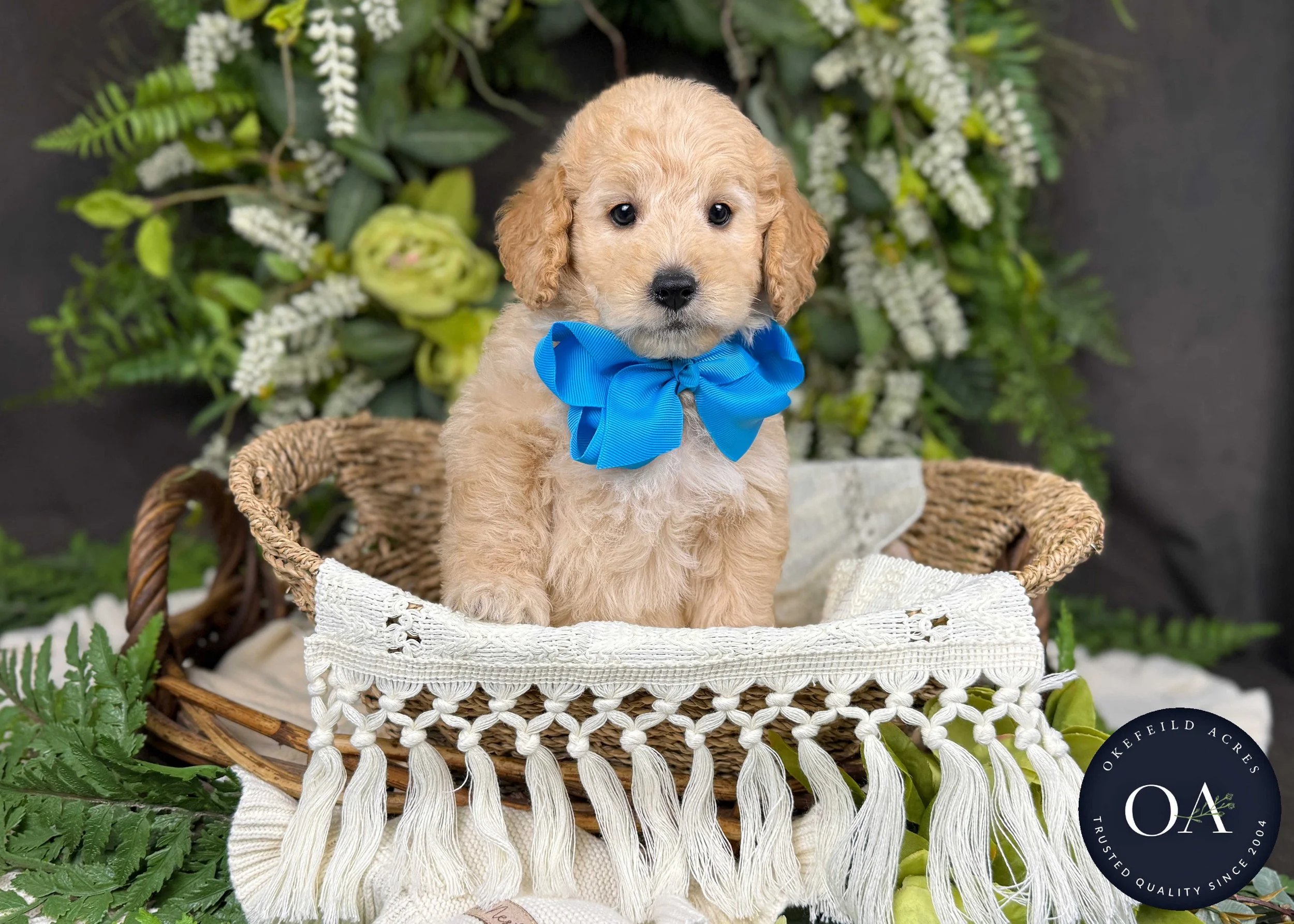 Percy-Piper-F2b-Mini-English-Teddy-Bear-Goldendoodle-Puppy-For-Sale-Okefeild-Acres-Missouri-3.jpg