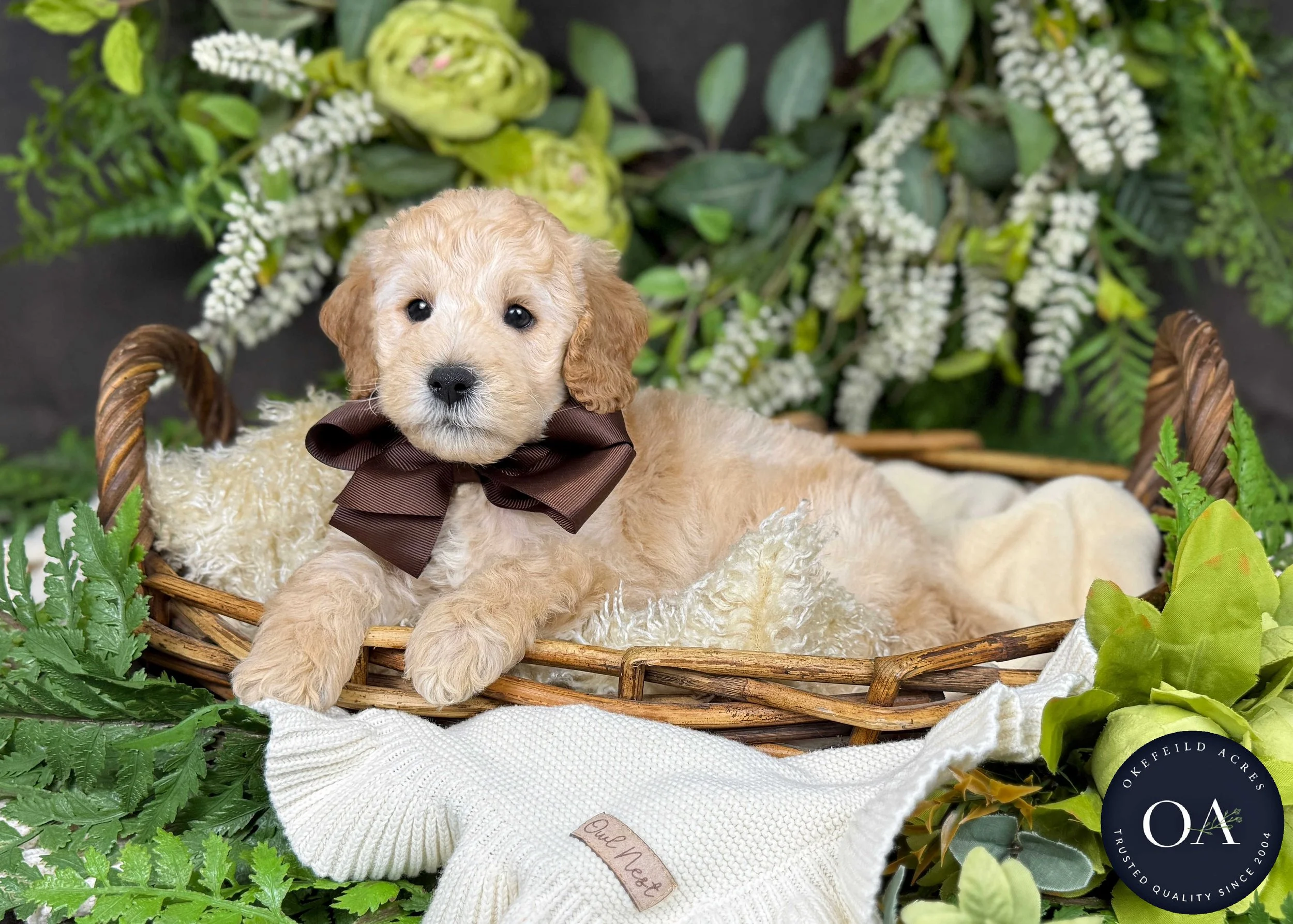 Purvis-Piper-F2b-Mini-English-Teddy-Bear-Goldendoodle-Puppy-For-Sale-Okefeild-Acres-Missouri-3.jpg