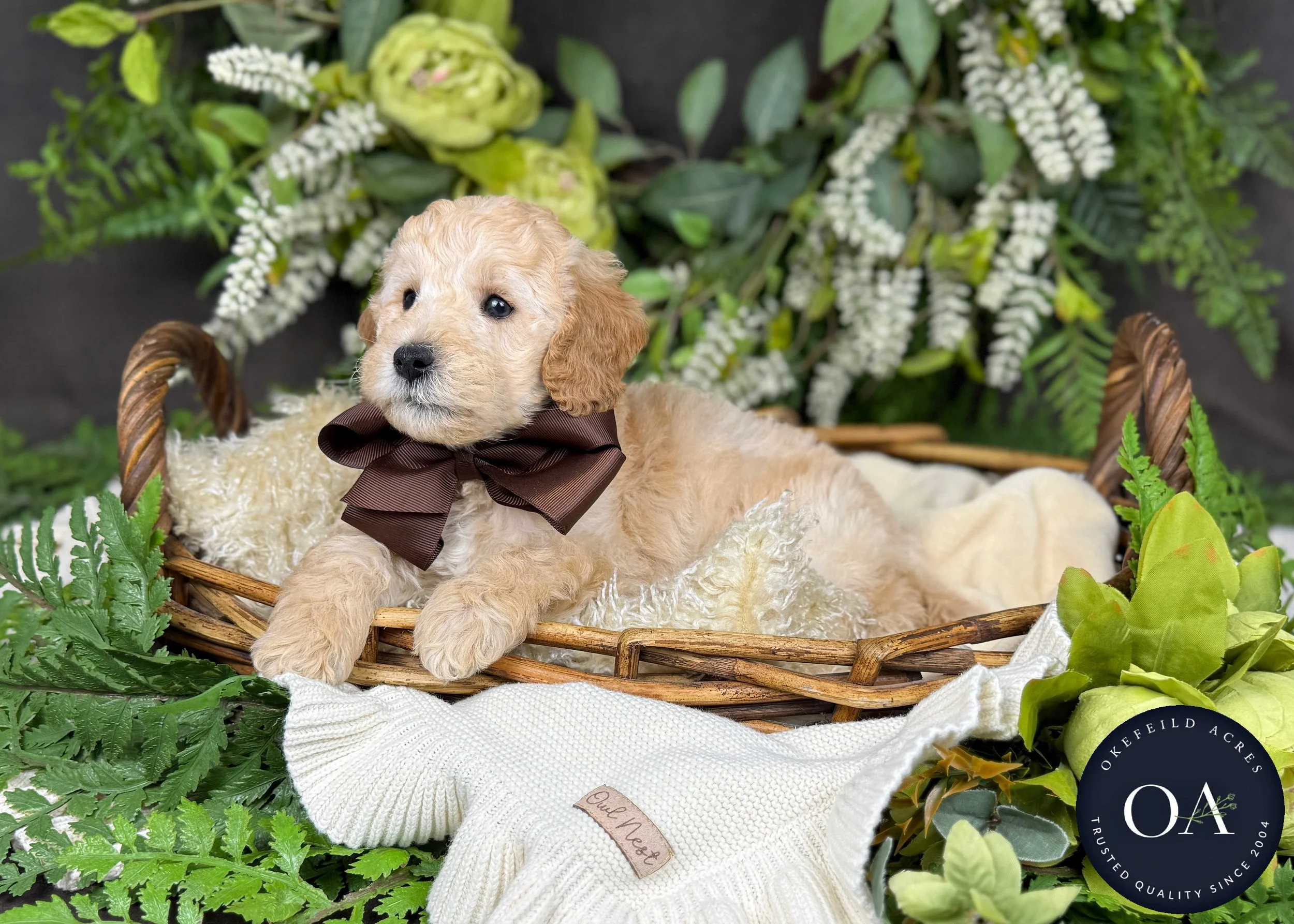 Purvis-Piper-F2b-Mini-English-Teddy-Bear-Goldendoodle-Puppy-For-Sale-Okefeild-Acres-Missouri-2.jpg