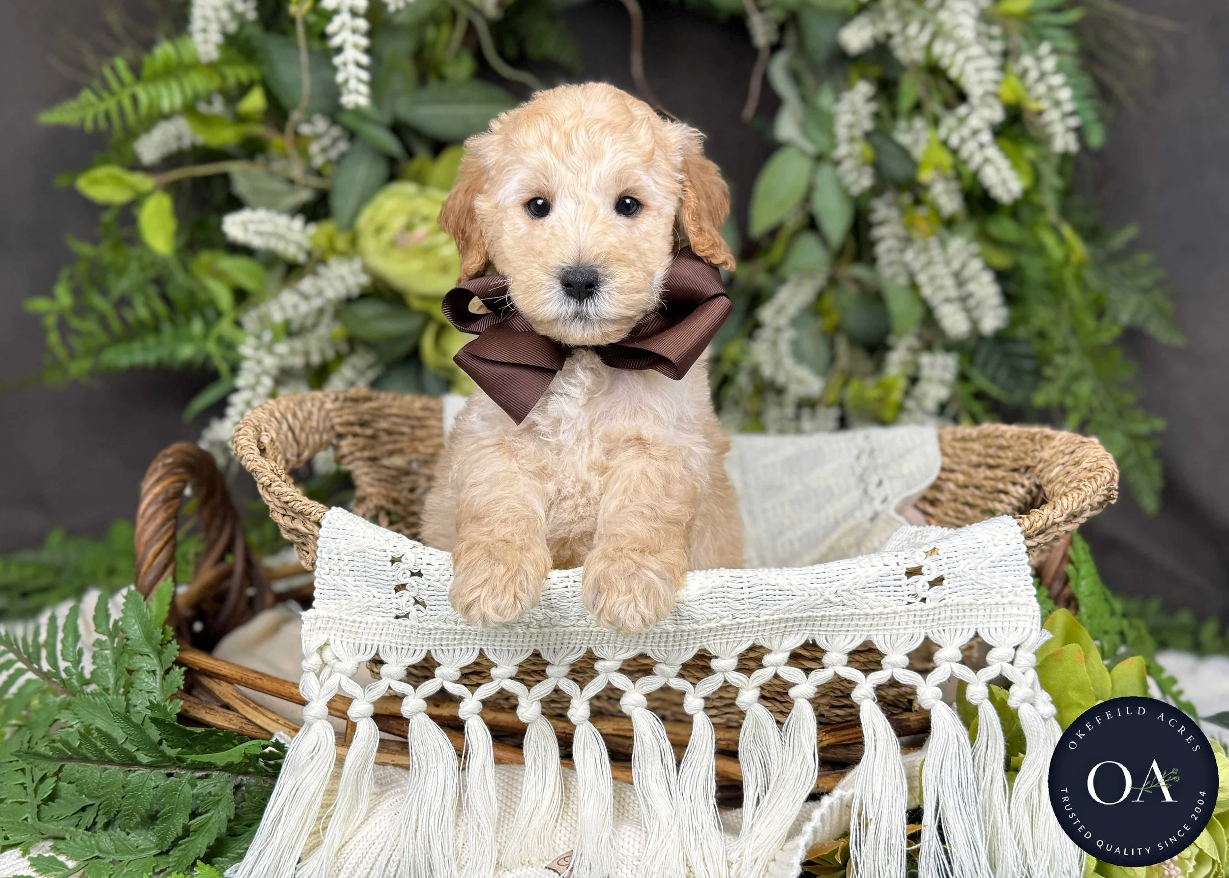 Purvis-Piper-F2b-Mini-English-Teddy-Bear-Goldendoodle-Puppy-For-Sale-Okefeild-Acres-Missouri-4.jpg
