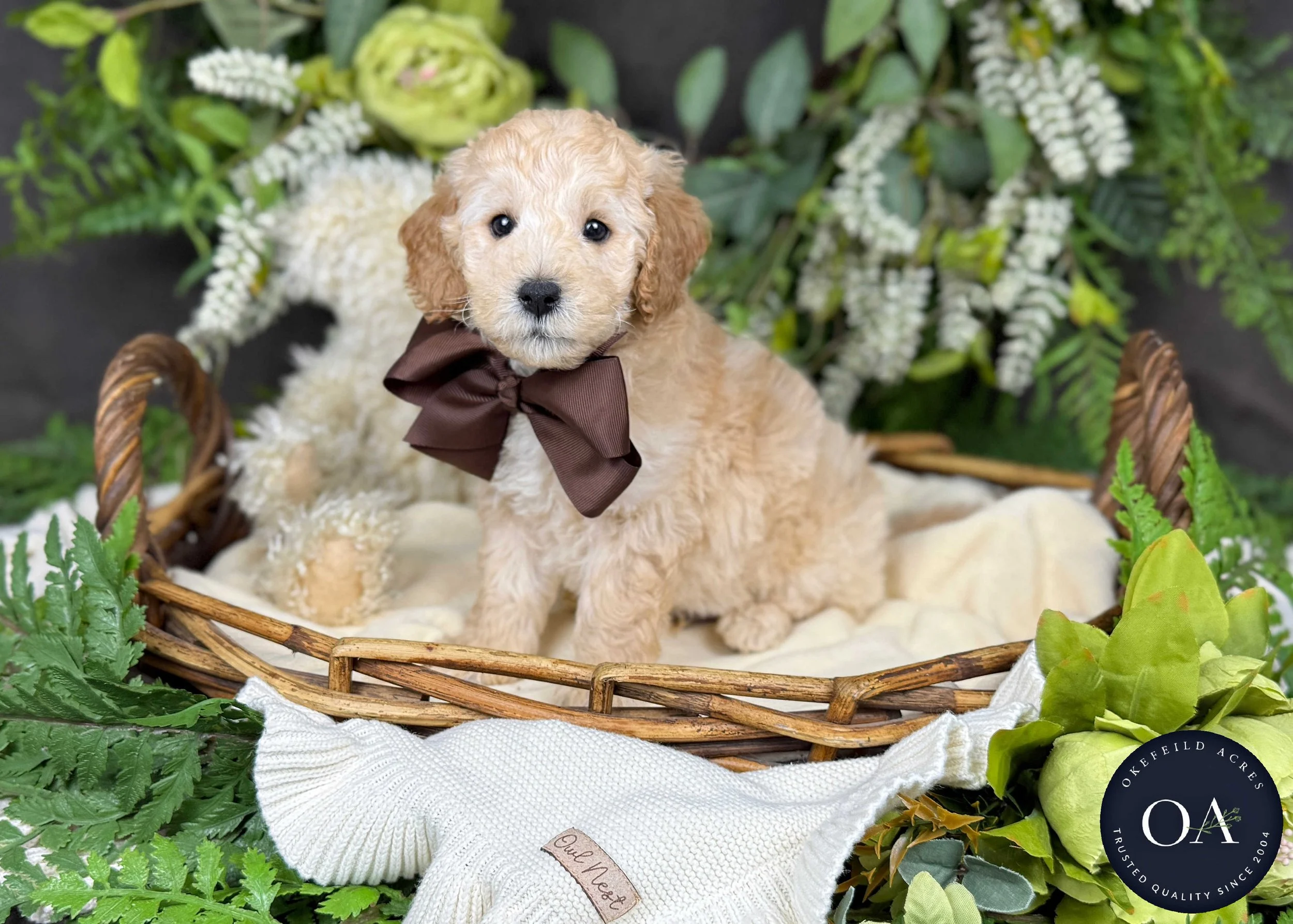 Purvis-Piper-F2b-Mini-English-Teddy-Bear-Goldendoodle-Puppy-For-Sale-Okefeild-Acres-Missouri-1.jpg