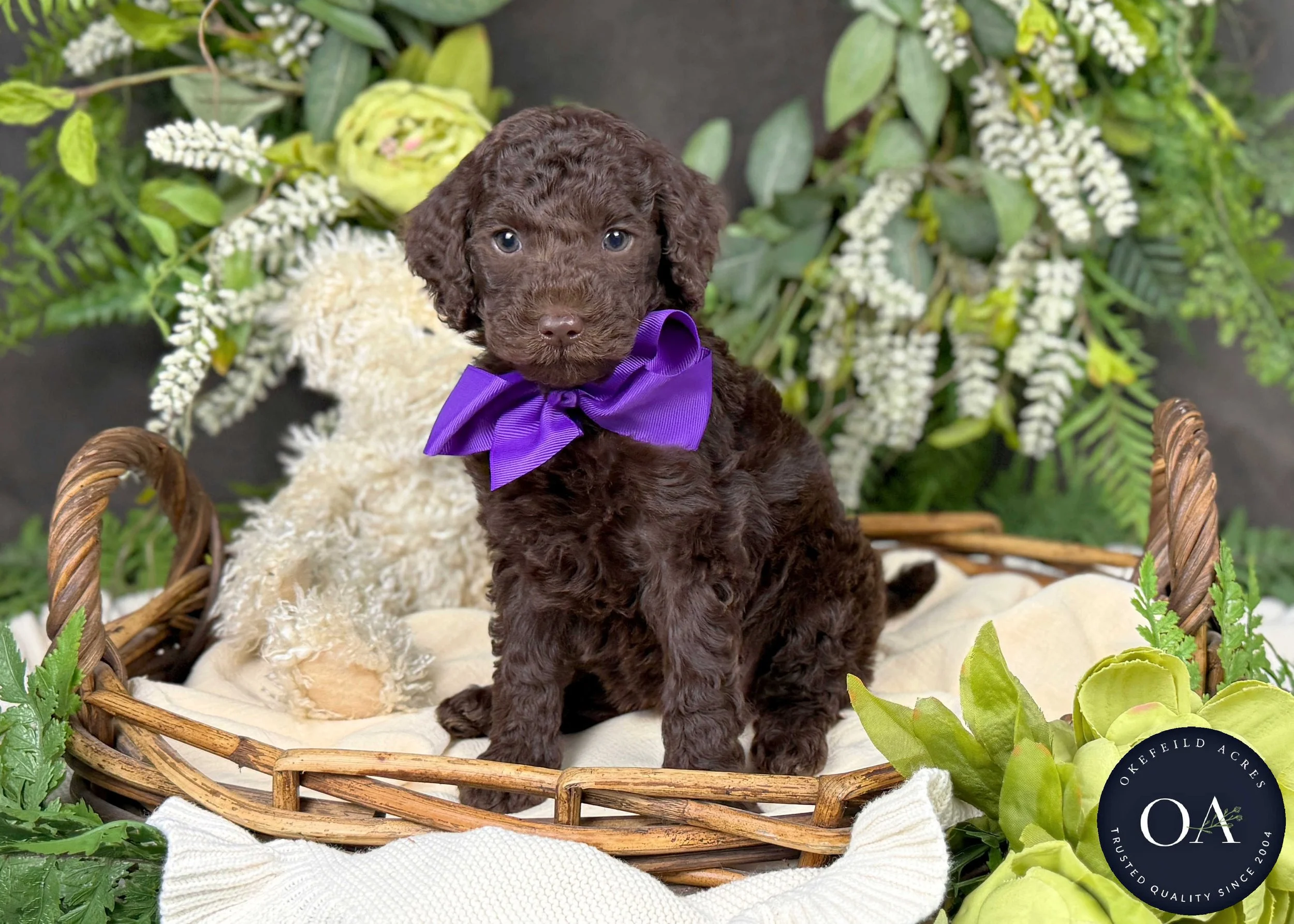 Haven-Hailey-F2b-Small-English-Teddy-Bear-Goldendoodle-Puppy-For-Sale-Okefeild-Acres-Missouri-1.jpg