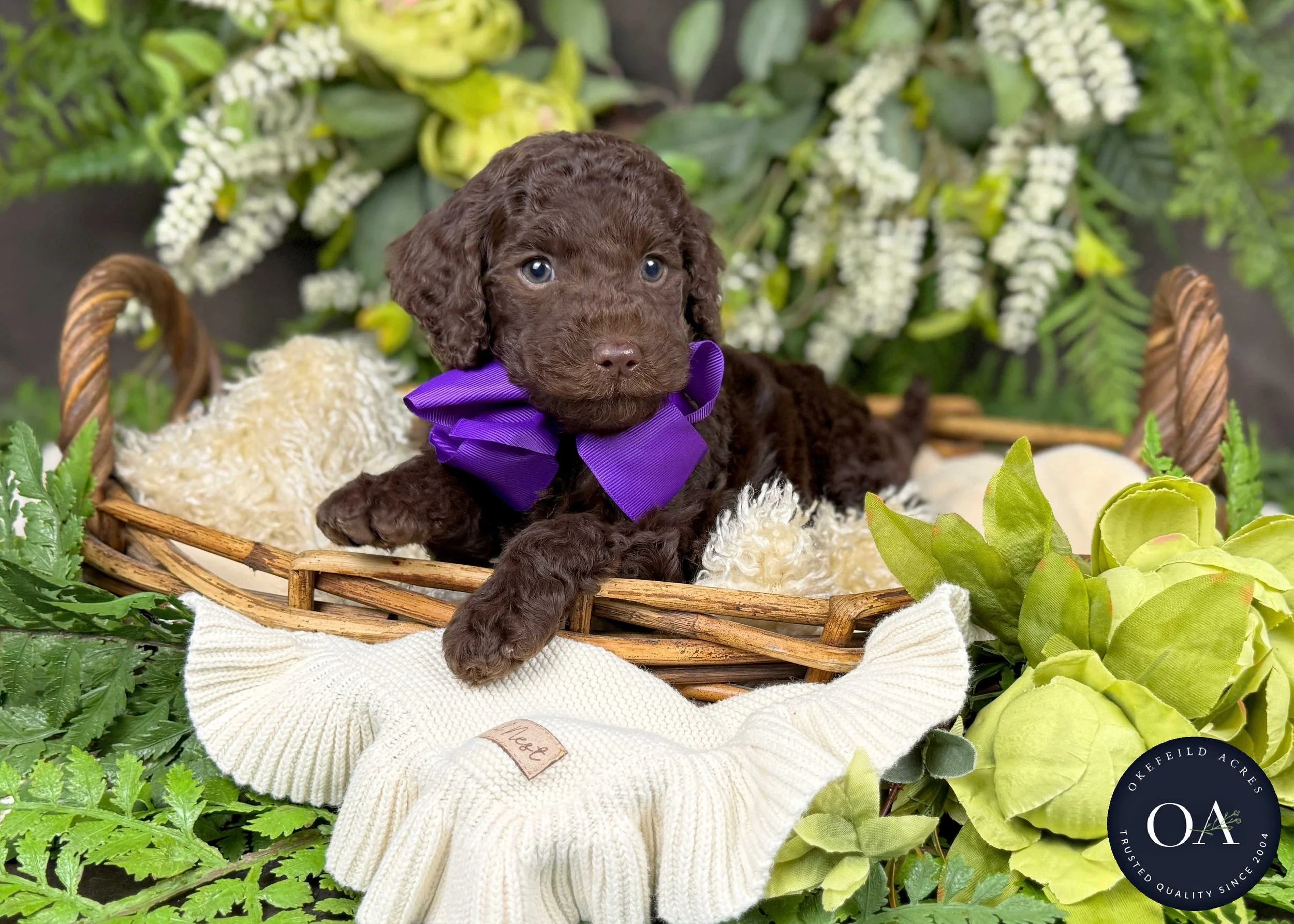 Haven-Hailey-F2b-Small-English-Teddy-Bear-Goldendoodle-Puppy-For-Sale-Okefeild-Acres-Missouri-2.jpg