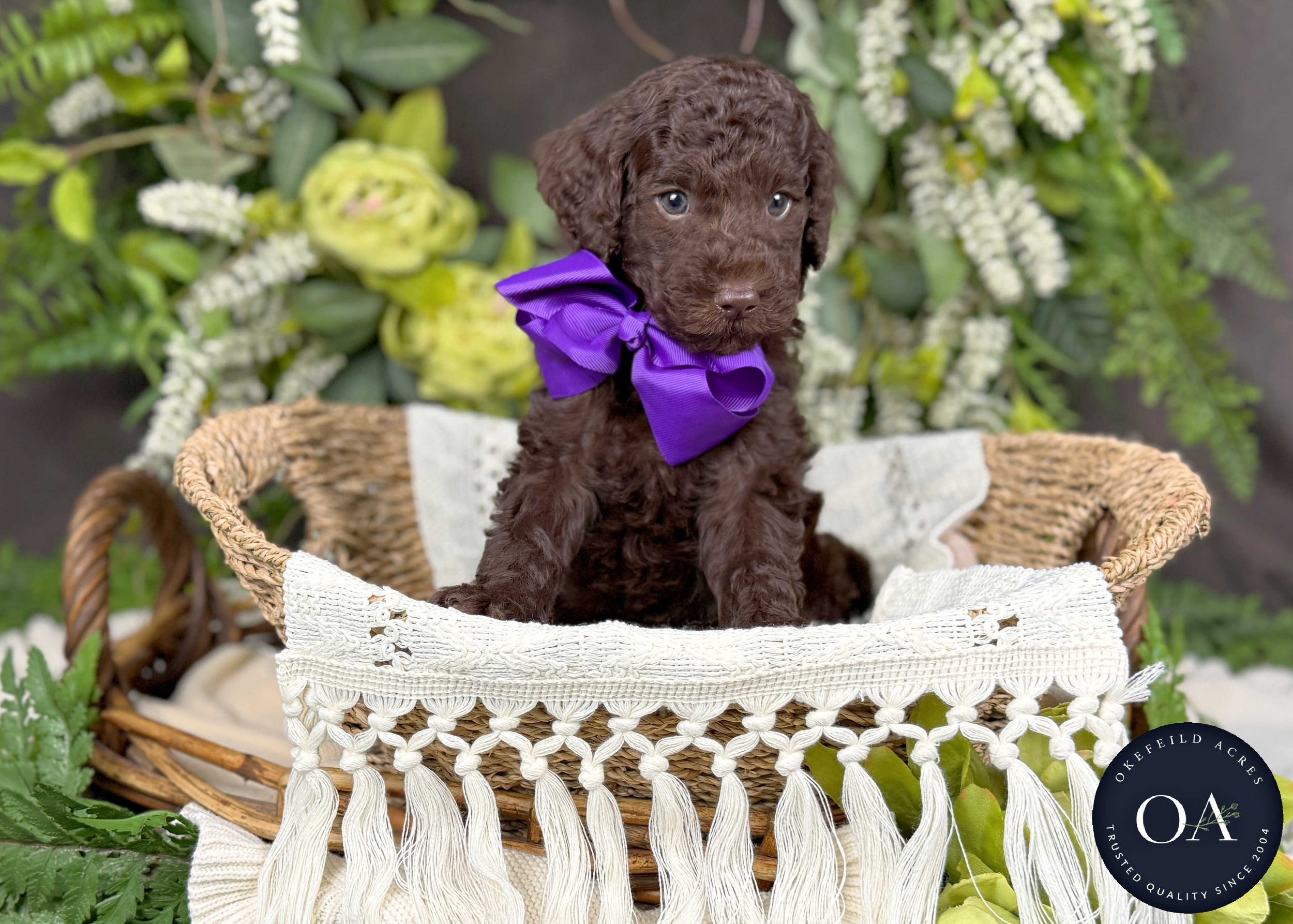 Haven-Hailey-F2b-Small-English-Teddy-Bear-Goldendoodle-Puppy-For-Sale-Okefeild-Acres-Missouri-4.jpg