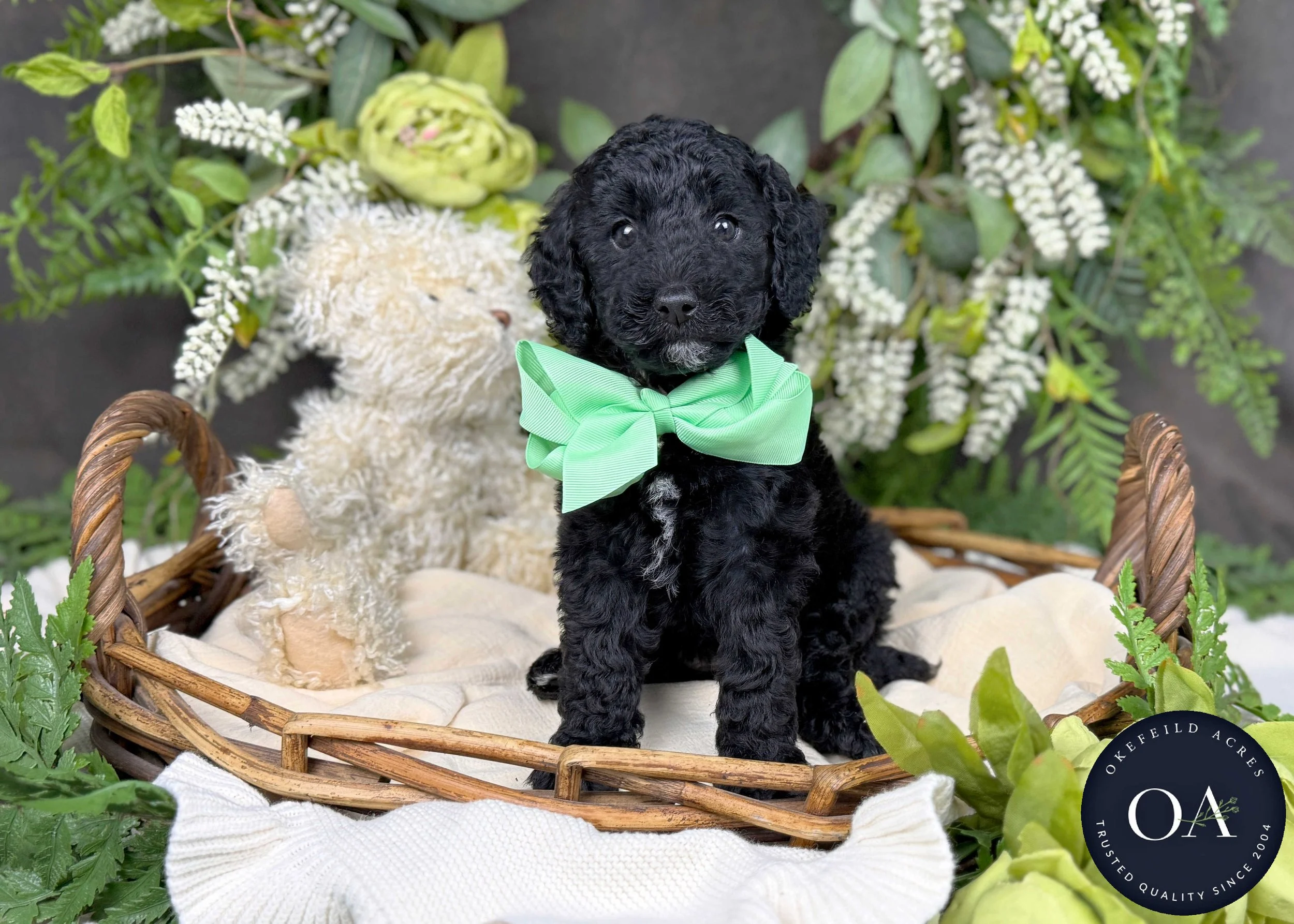Heather-Hailey-F2b-Small-English-Teddy-Bear-Goldendoodle-Puppy-For-Sale-Okefeild-Acres-Missouri-1.jpg