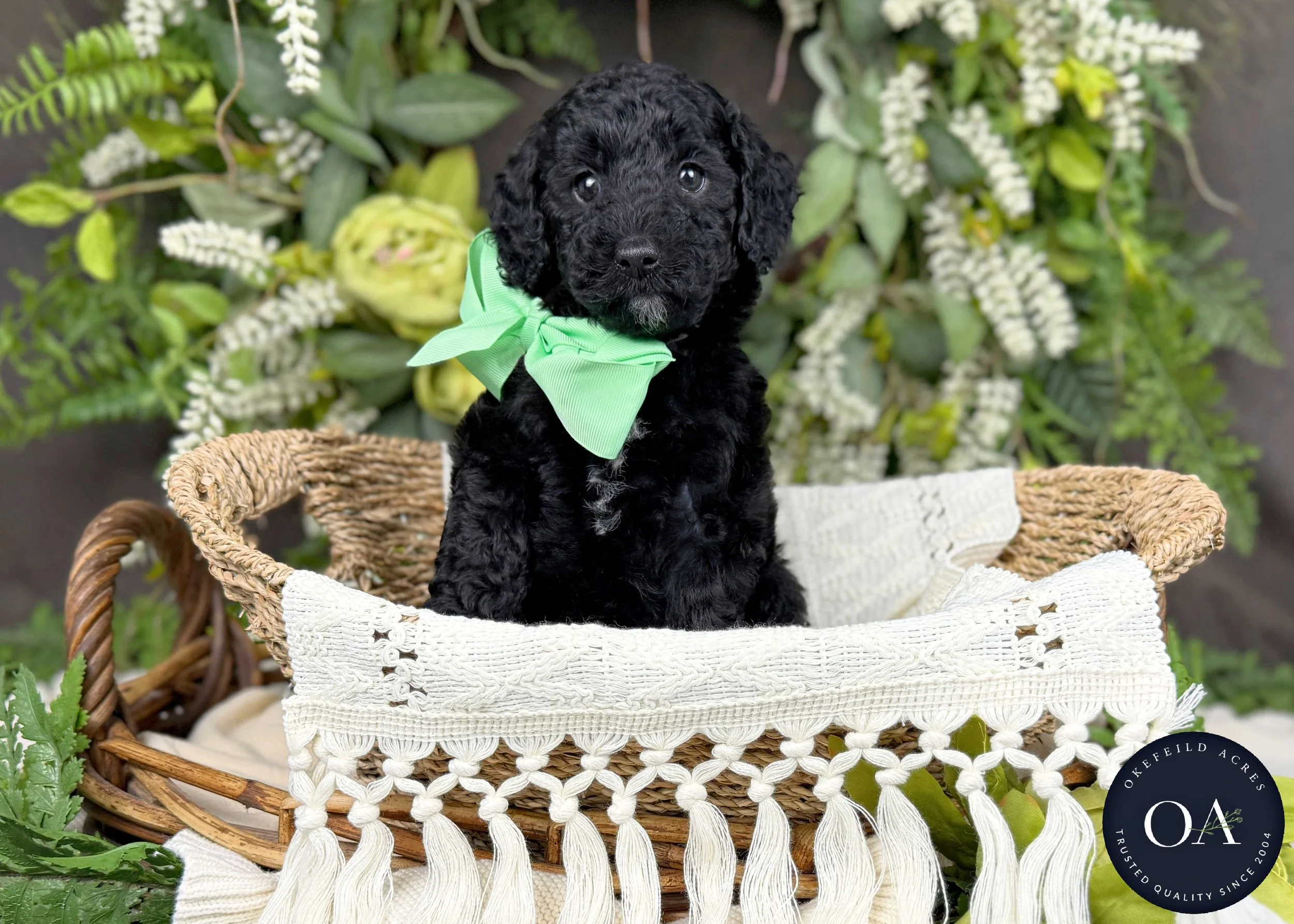 Heather-Hailey-F2b-Small-English-Teddy-Bear-Goldendoodle-Puppy-For-Sale-Okefeild-Acres-Missouri-4.jpg