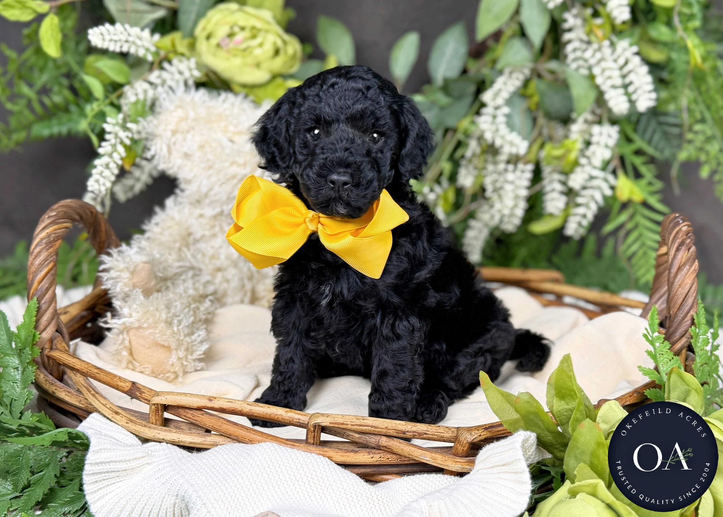 Hope-Hailey-F2b-Small-English-Teddy-Bear-Goldendoodle-Puppy-For-Sale-Okefeild-Acres-Missouri-2.jpg