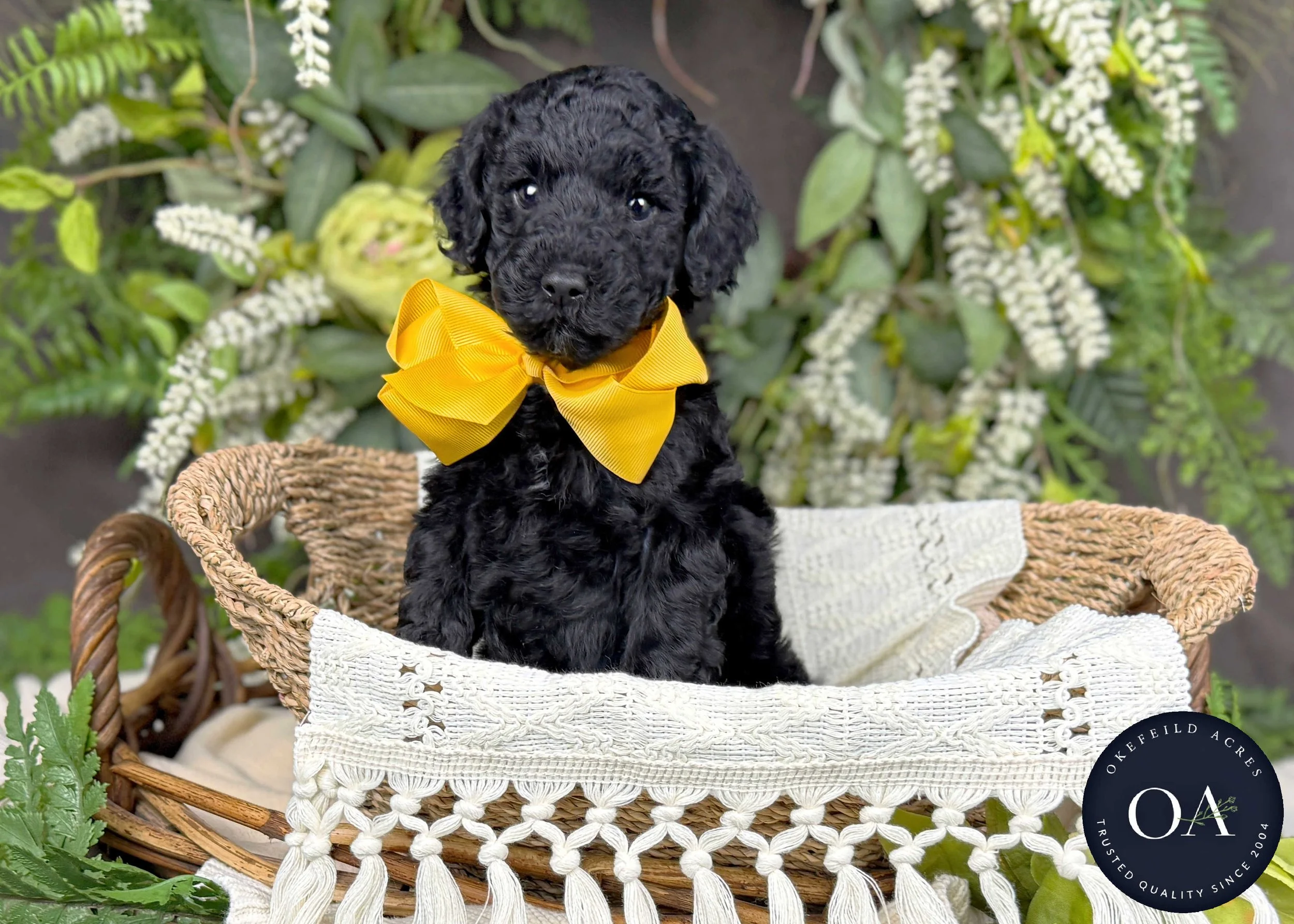 Hope-Hailey-F2b-Small-English-Teddy-Bear-Goldendoodle-Puppy-For-Sale-Okefeild-Acres-Missouri-4.jpg