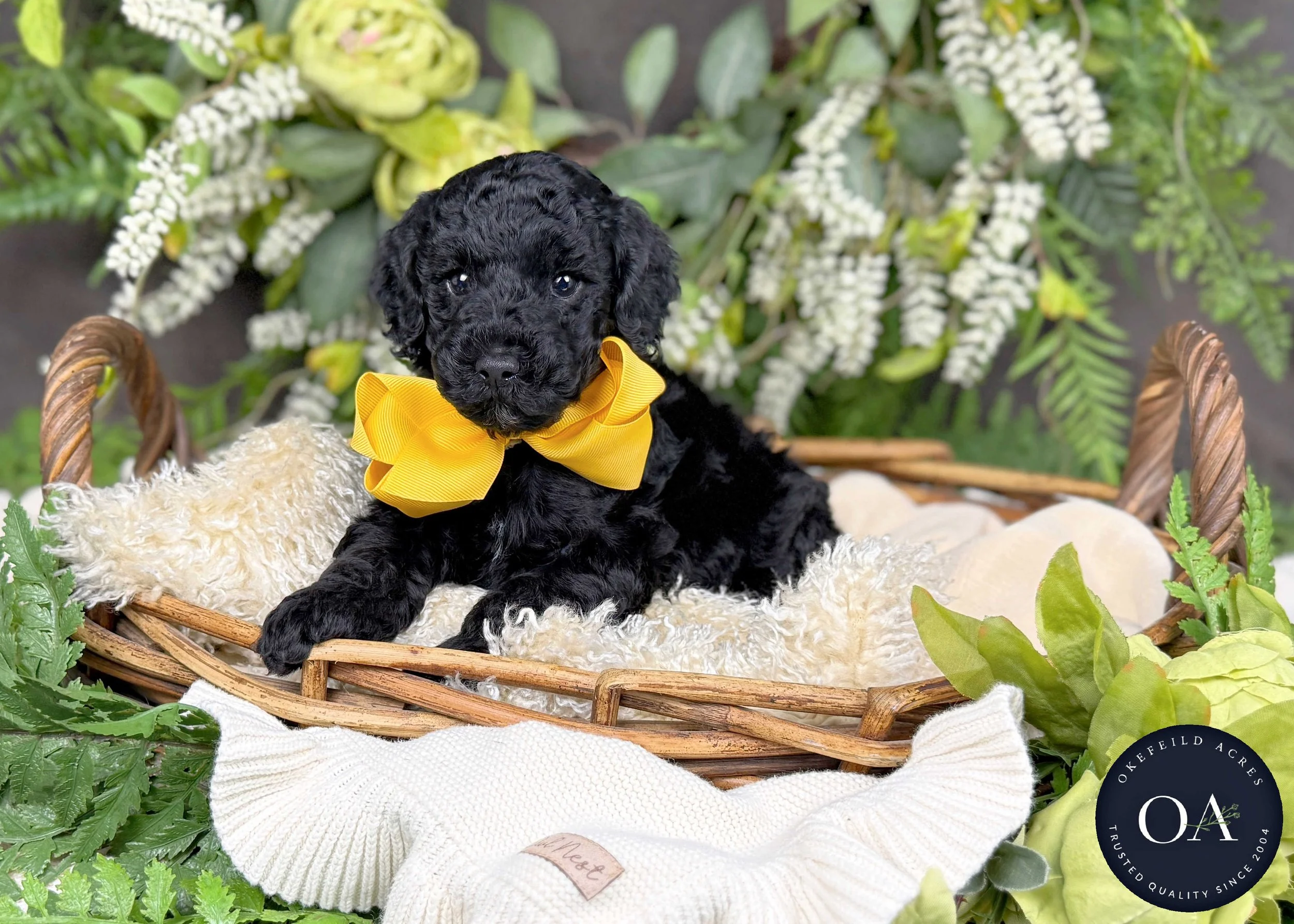 Hope-Hailey-F2b-Small-English-Teddy-Bear-Goldendoodle-Puppy-For-Sale-Okefeild-Acres-Missouri-3.jpg