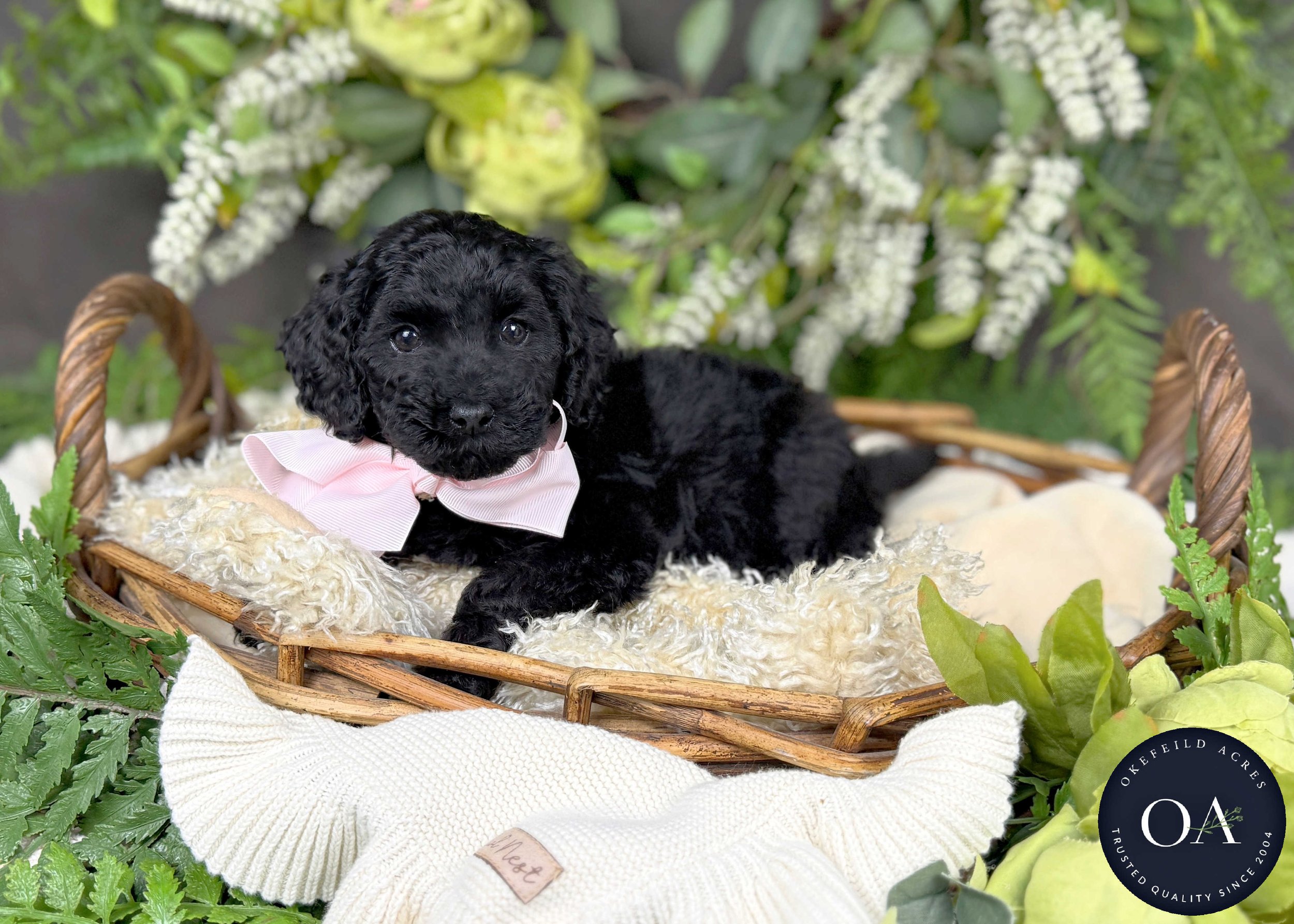 Holly-Hailey-F2b-Small-English-Teddy-Bear-Goldendoodle-Puppy-For-Sale-Okefeild-Acres-Missouri-2.jpg