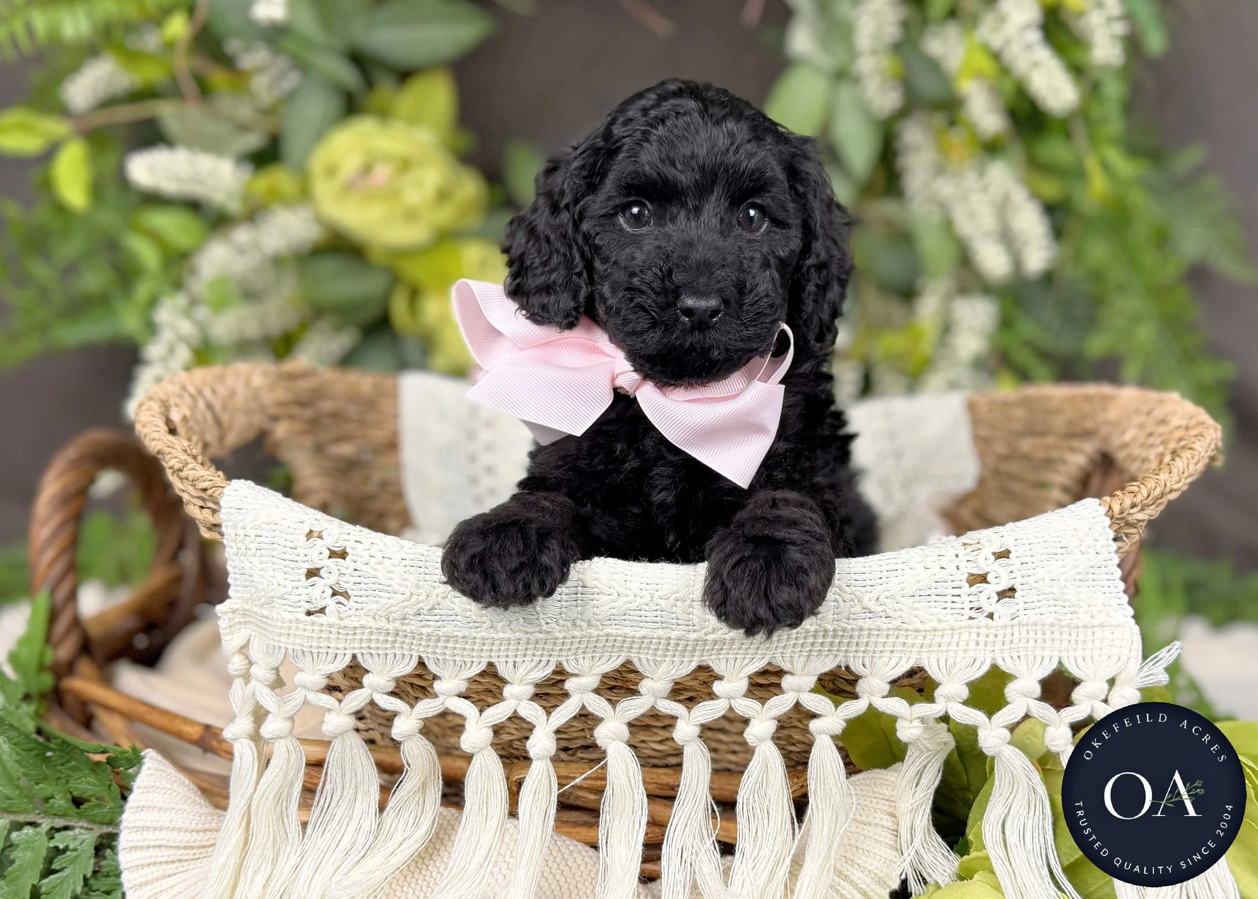 Holly-Hailey-F2b-Small-English-Teddy-Bear-Goldendoodle-Puppy-For-Sale-Okefeild-Acres-Missouri-3.jpg
