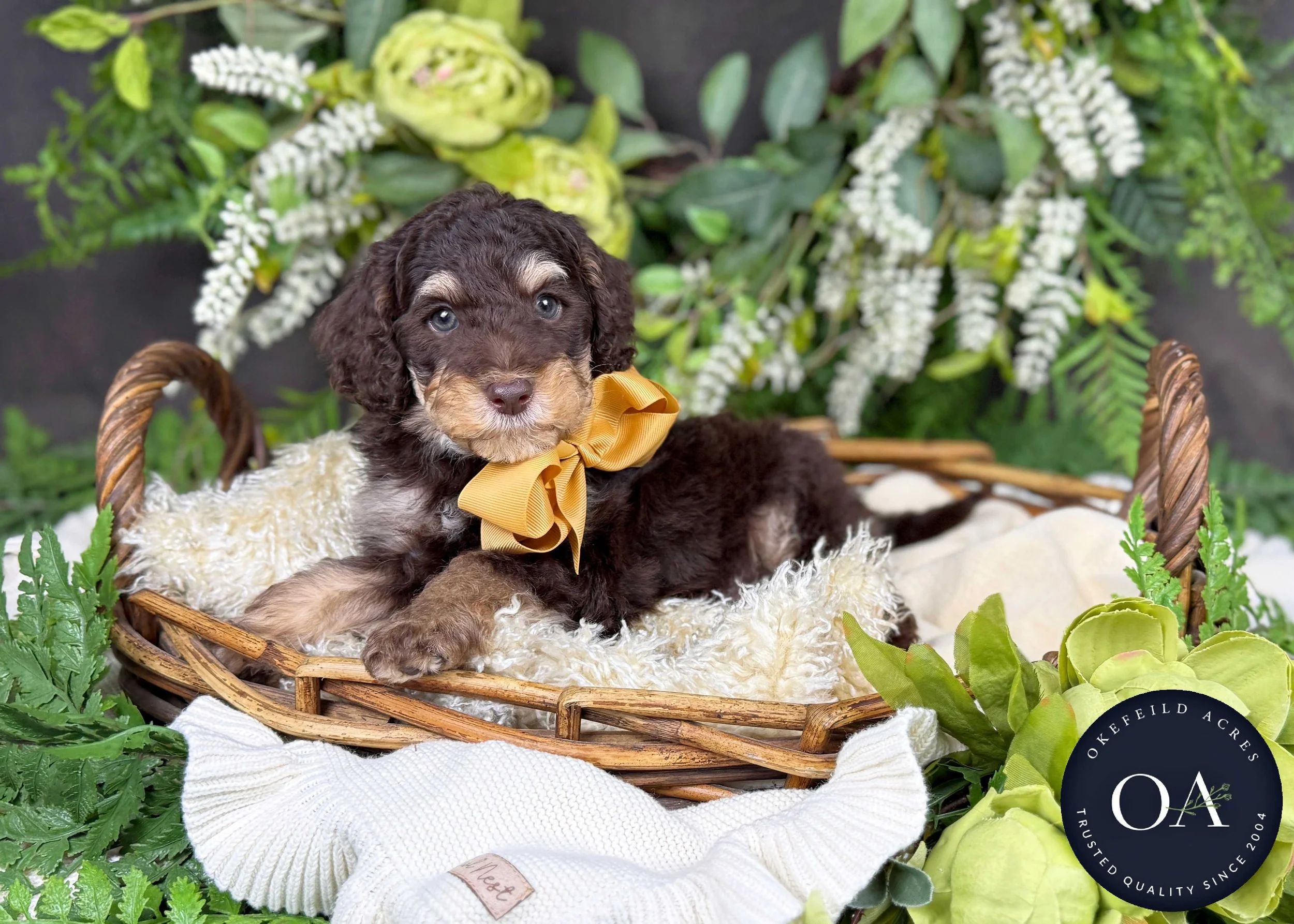 Hershey-Hailey-F2b-Small-English-Teddy-Bear-Goldendoodle-Puppy-For-Sale-Okefeild-Acres-Missouri-3.jpg